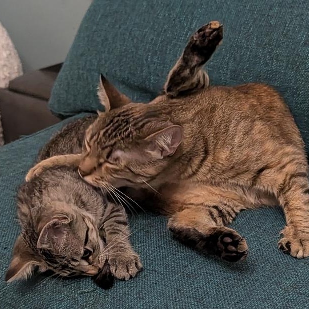 Han Solo and Tweety (bonded pair, reduced adoption fee), a Adoptable Domestic Short Hair in Melrose, MA image 1/6