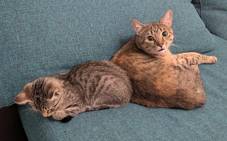 Han Solo and Tweety (bonded pair, reduced adoption fee), a Adoptable Domestic Short Hair in Melrose, MA image 4/6