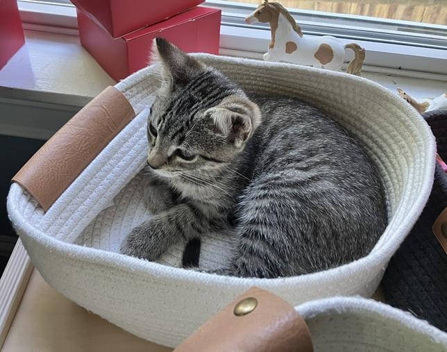 Han Solo and Tweety (bonded pair, reduced adoption fee), a Adoptable Domestic Short Hair in Melrose, MA image 5/6