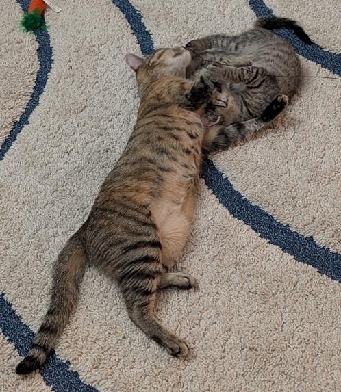 Han Solo and Tweety (bonded pair, reduced adoption fee), a Adoptable Domestic Short Hair in Melrose, MA image 3/6