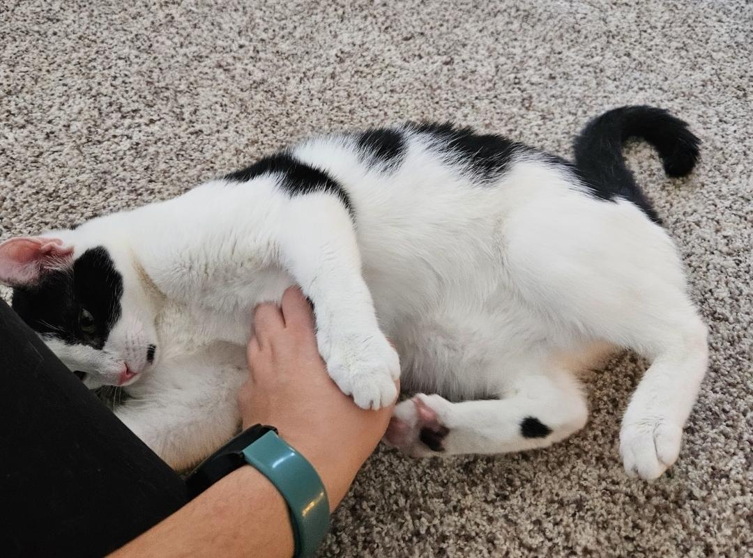 Enlarge Stormy, an adopted British Shorthair in Columbus, OH image 5/5