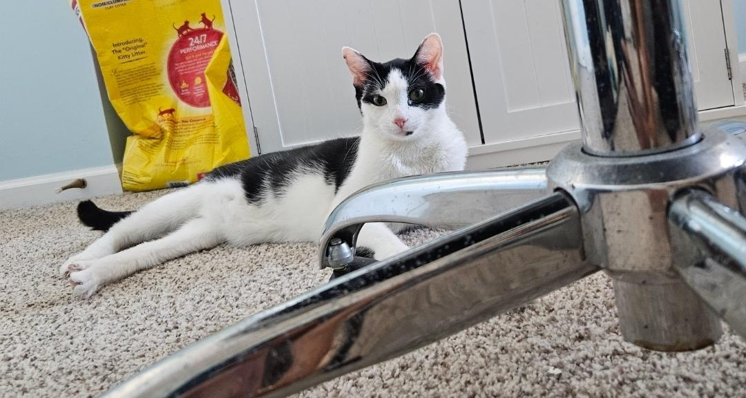 Enlarge Stormy, an adopted British Shorthair in Columbus, OH image 4/5