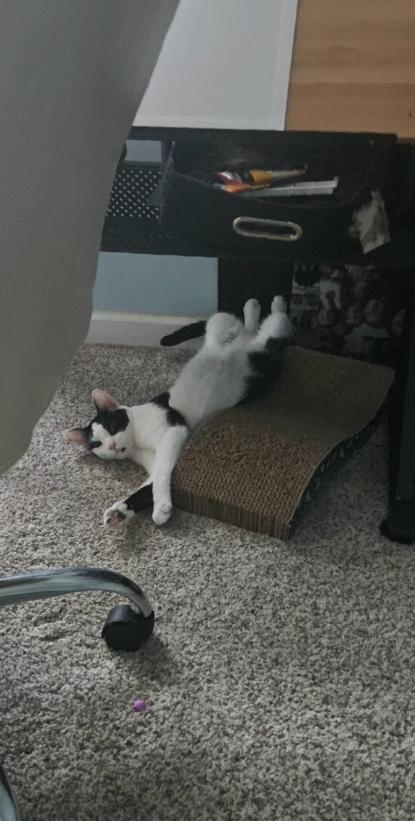 Enlarge Stormy, an adopted British Shorthair in Columbus, OH image 3/5