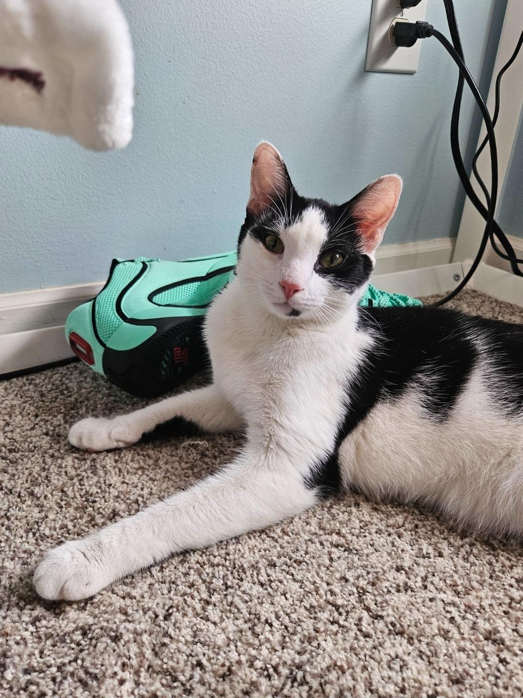 Enlarge Stormy, an adopted British Shorthair in Columbus, OH image 1/5