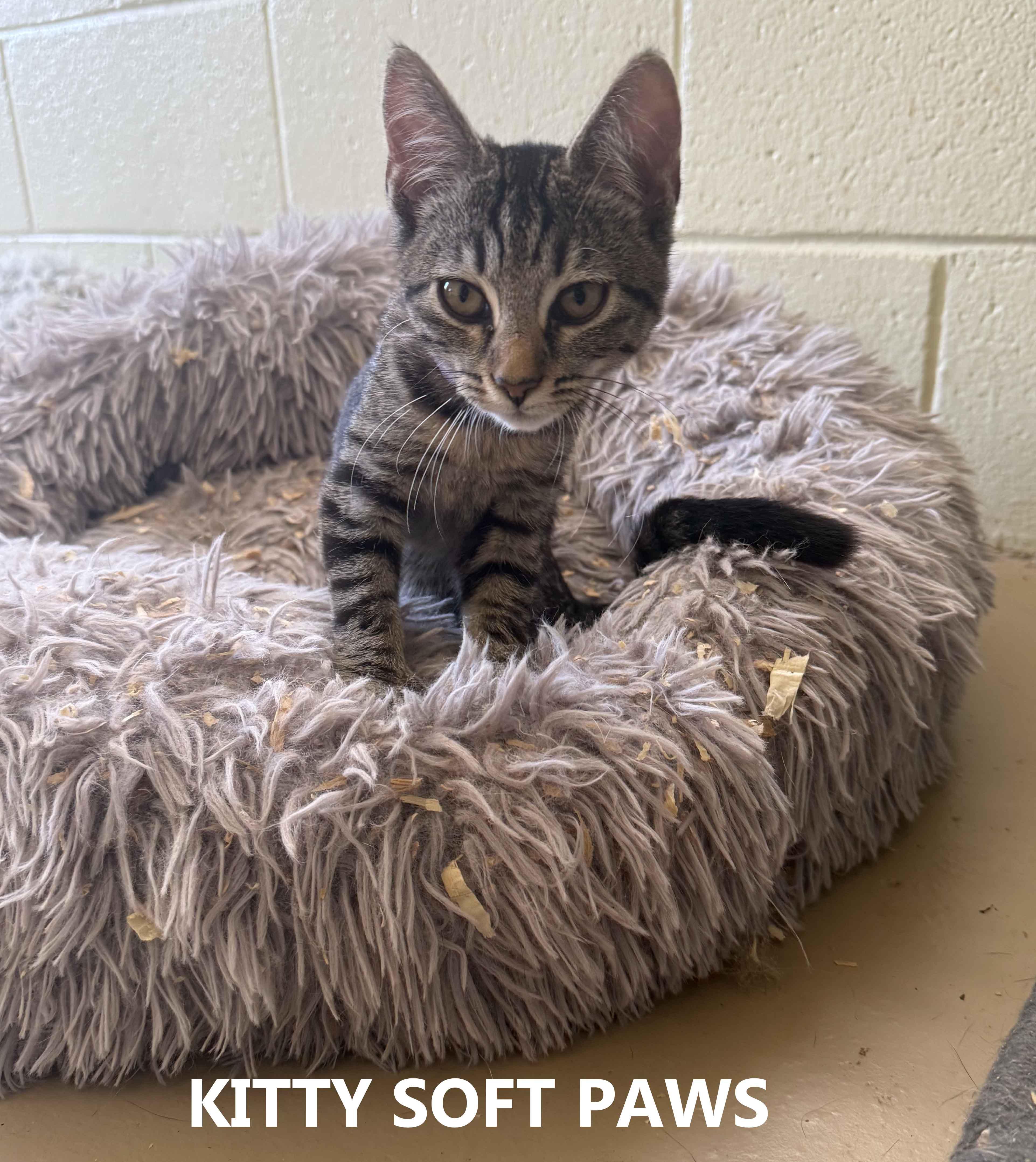 Kitty Soft Paws, Adopted, Kitten Female Domestic Short Hair.