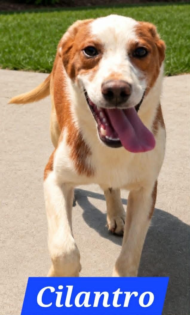 Enlarge Cilantro, a Adoptable Australian Shepherd in Minneapolis, MN image 1/1