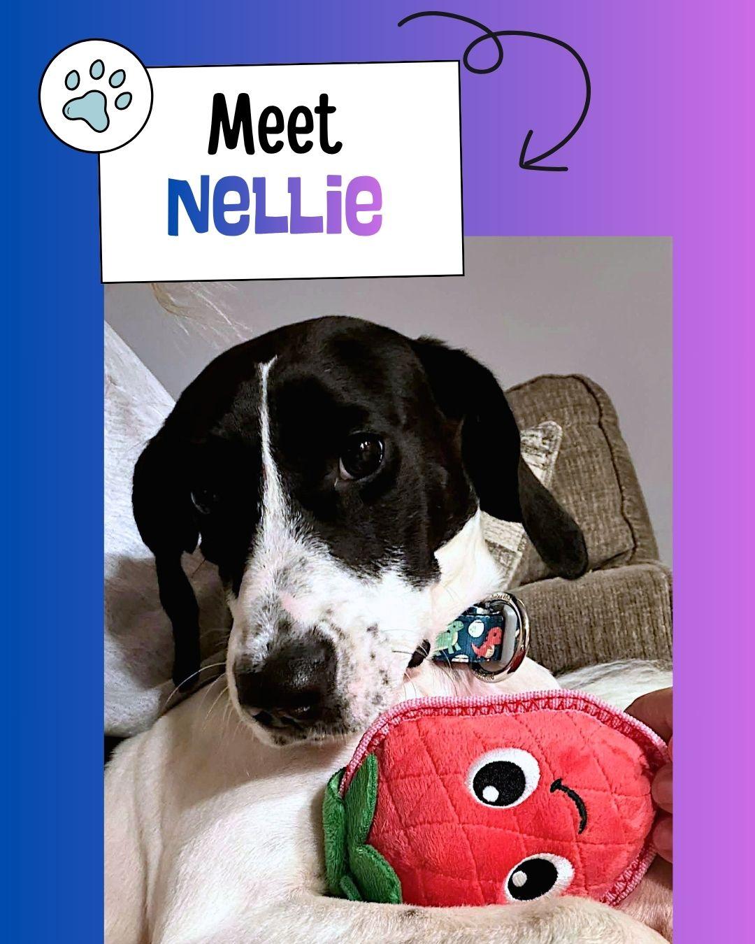 Nellie, ADOPTABLE, Young Female Beagle.