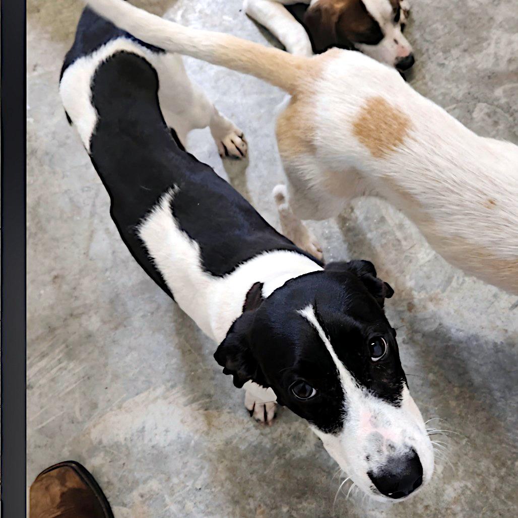 Nellie, a ADOPTABLE mixed breed in Sulphur, KY image 6/6