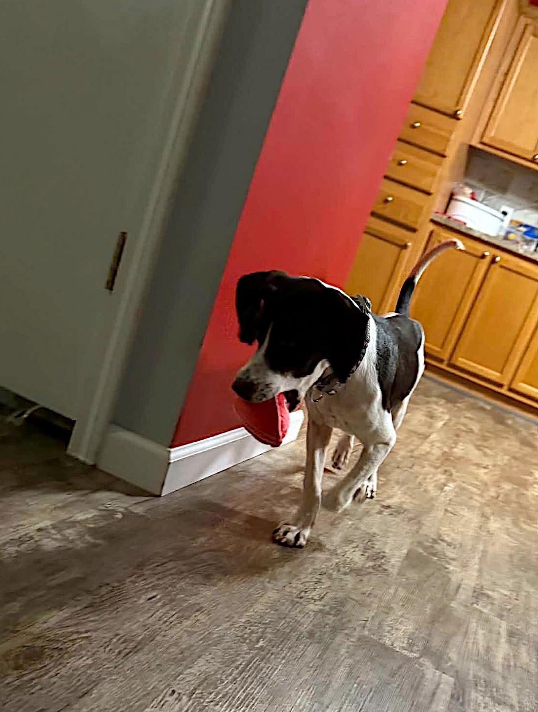 Nellie, a ADOPTABLE mixed breed in Sulphur, KY image 4/6