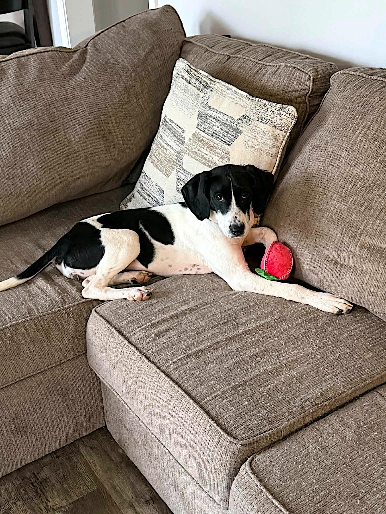 Nellie, a ADOPTABLE mixed breed in Sulphur, KY image 3/6