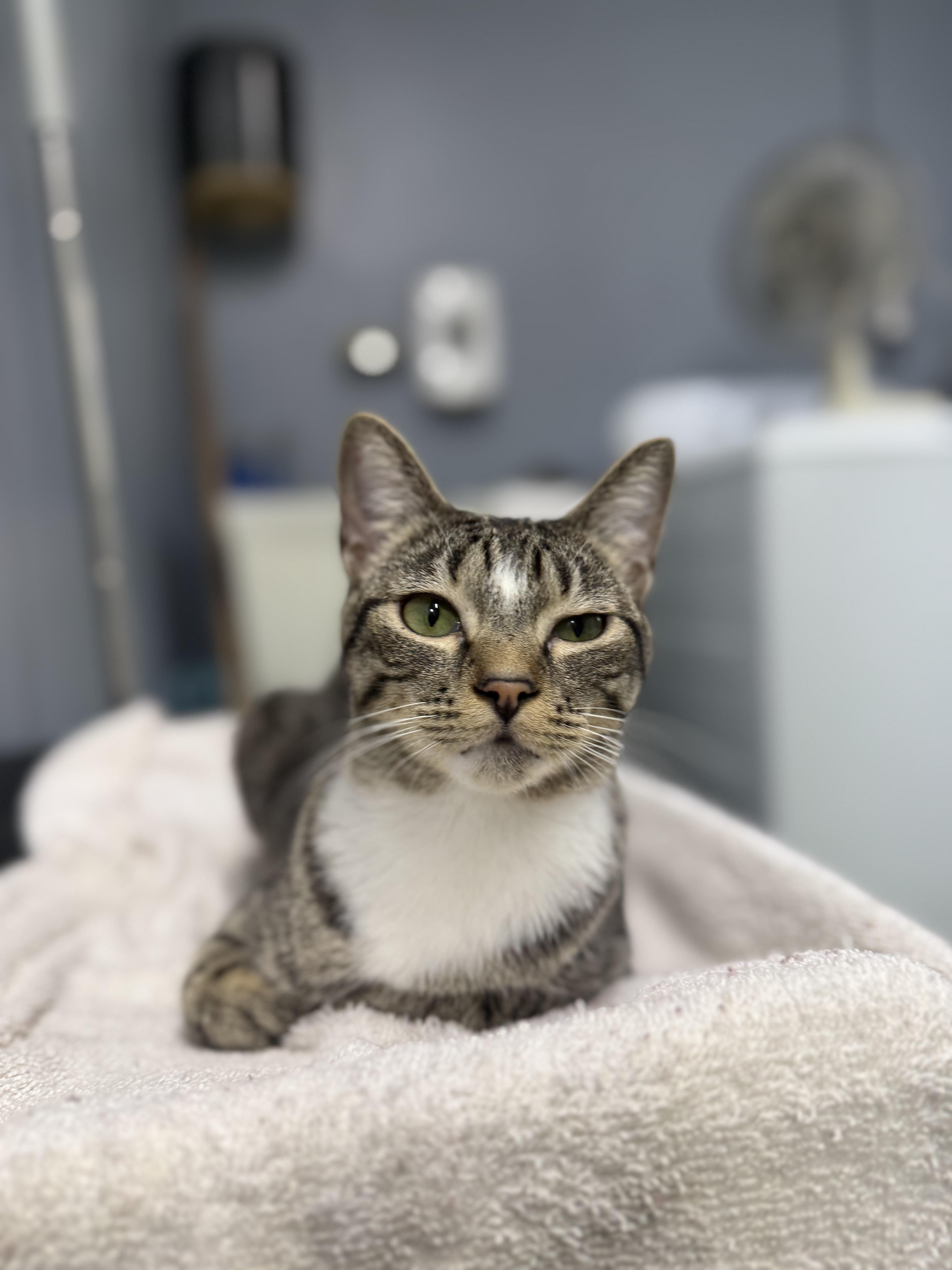 Lyra - Bonded to Isabelle, a Adoptable Domestic Short Hair in Varnville, SC image 2/3