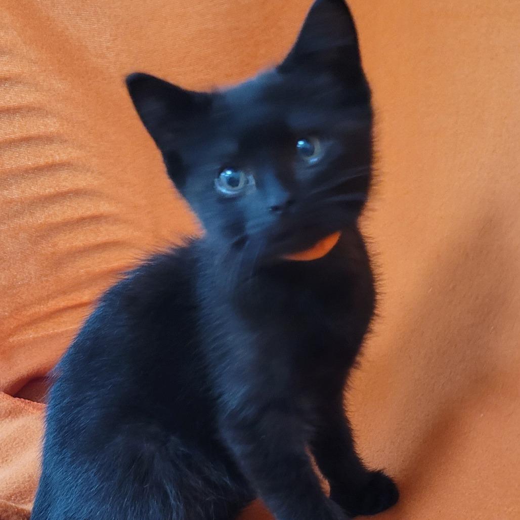 Gabe (orange collar), Adoptable, Kitten Male Domestic Short Hair.