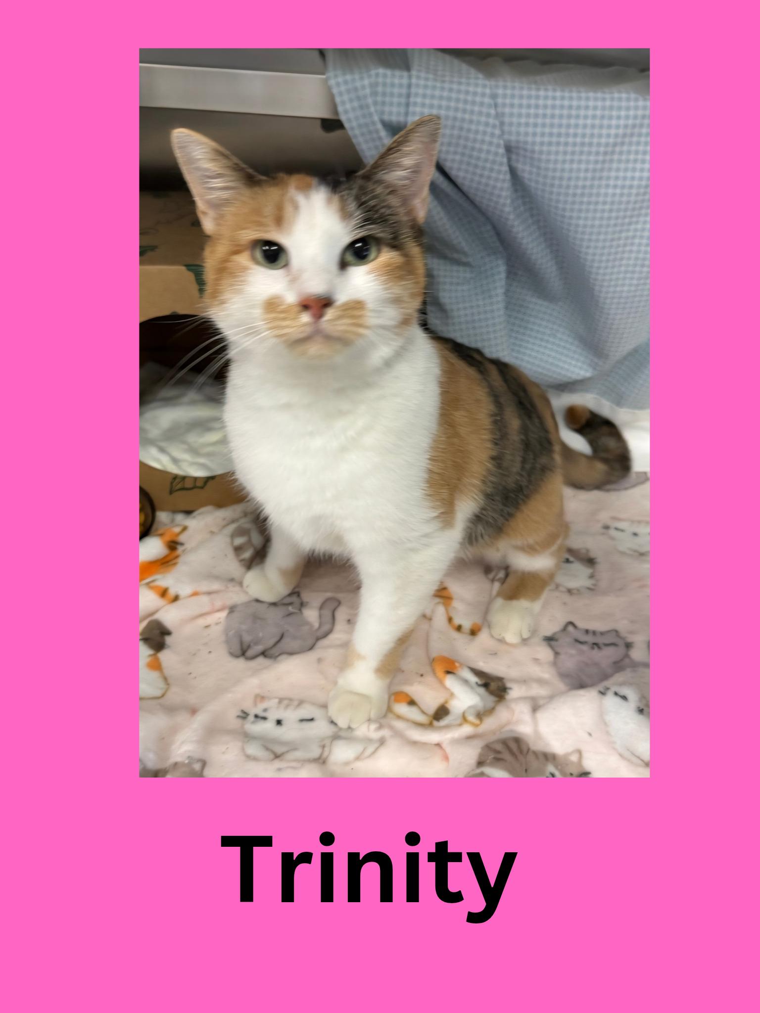 Enlarge Trinity, a Adoptable Domestic Short Hair in Ravenna, OH image 1/1