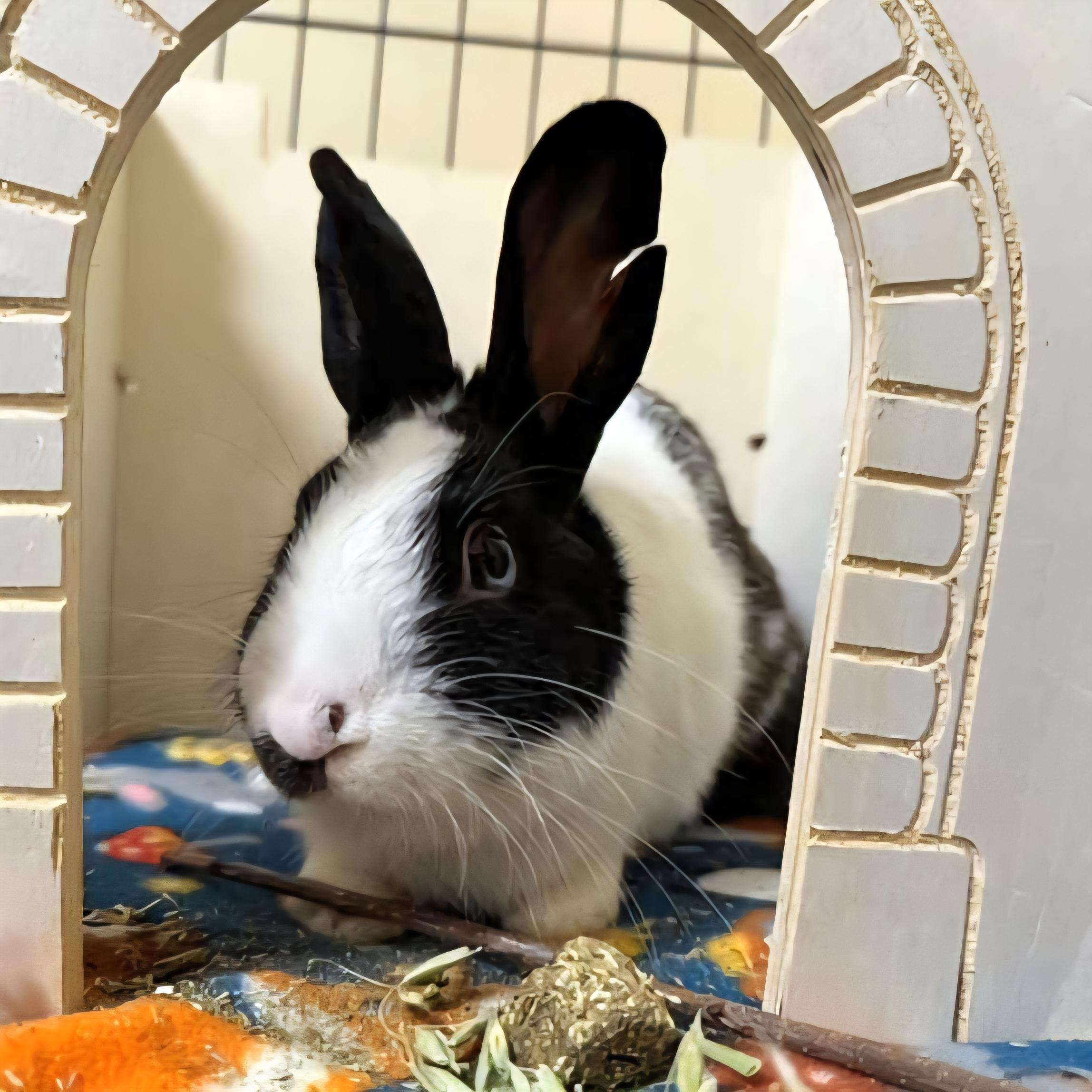 Enlarge Ferris, a Adopted mixed breed in Pittsburgh, PA image 6/6