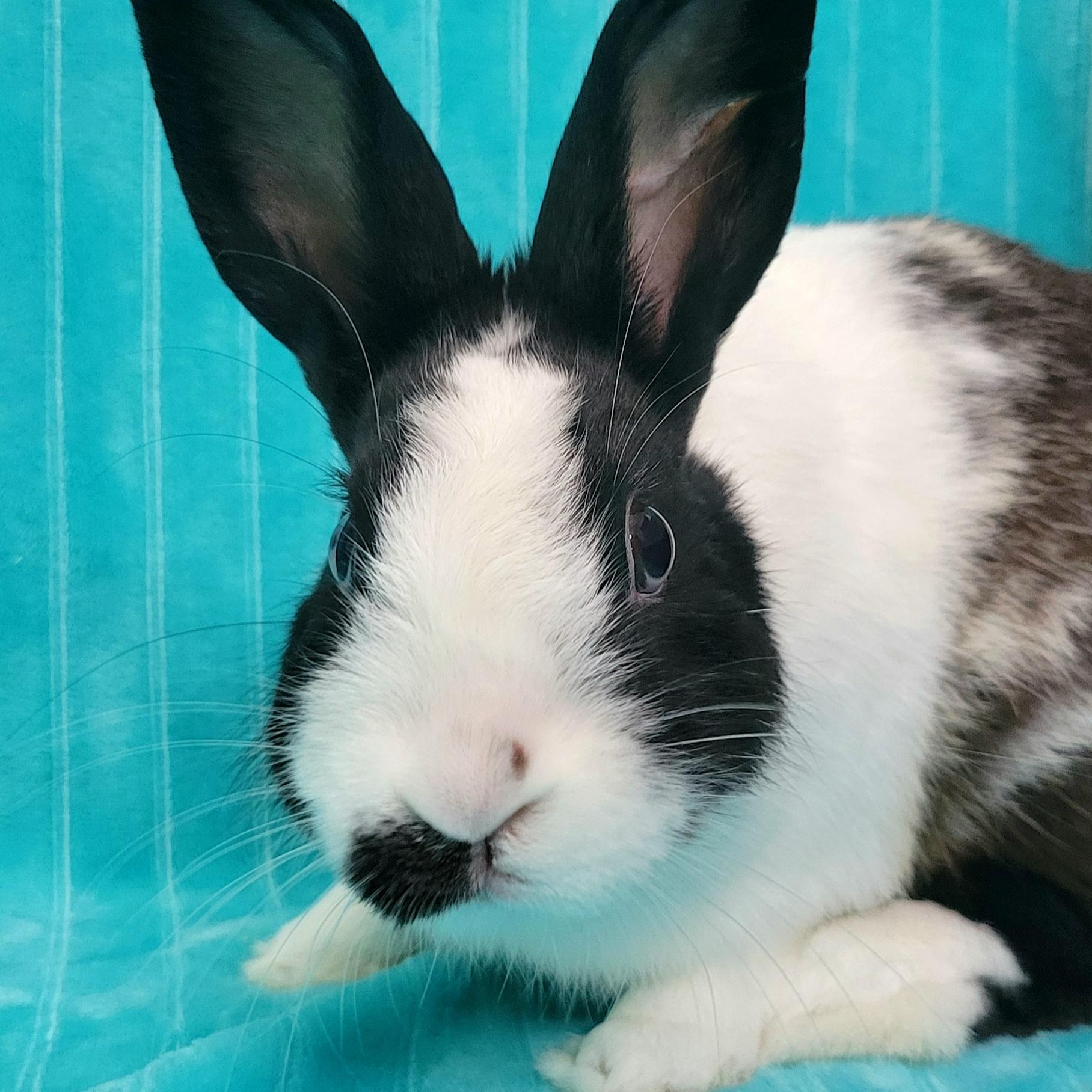 Enlarge Ferris, a Adopted mixed breed in Pittsburgh, PA image 2/6