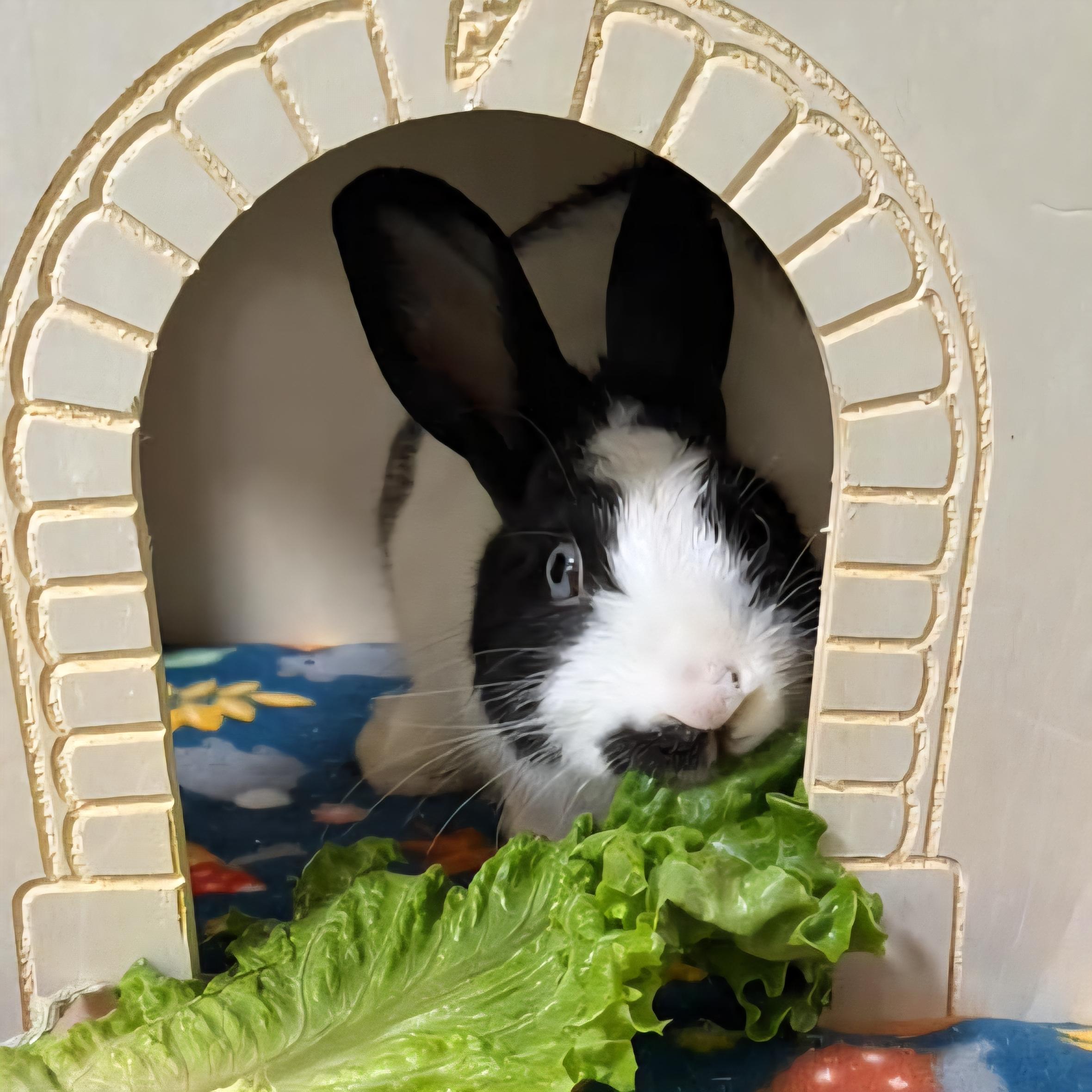 Ferris, Adopted, Adult Male Dutch.