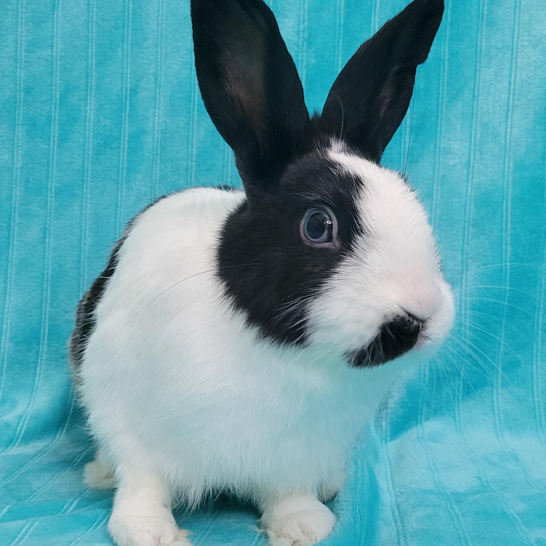 Enlarge Ferris, a Adopted mixed breed in Pittsburgh, PA image 1/6