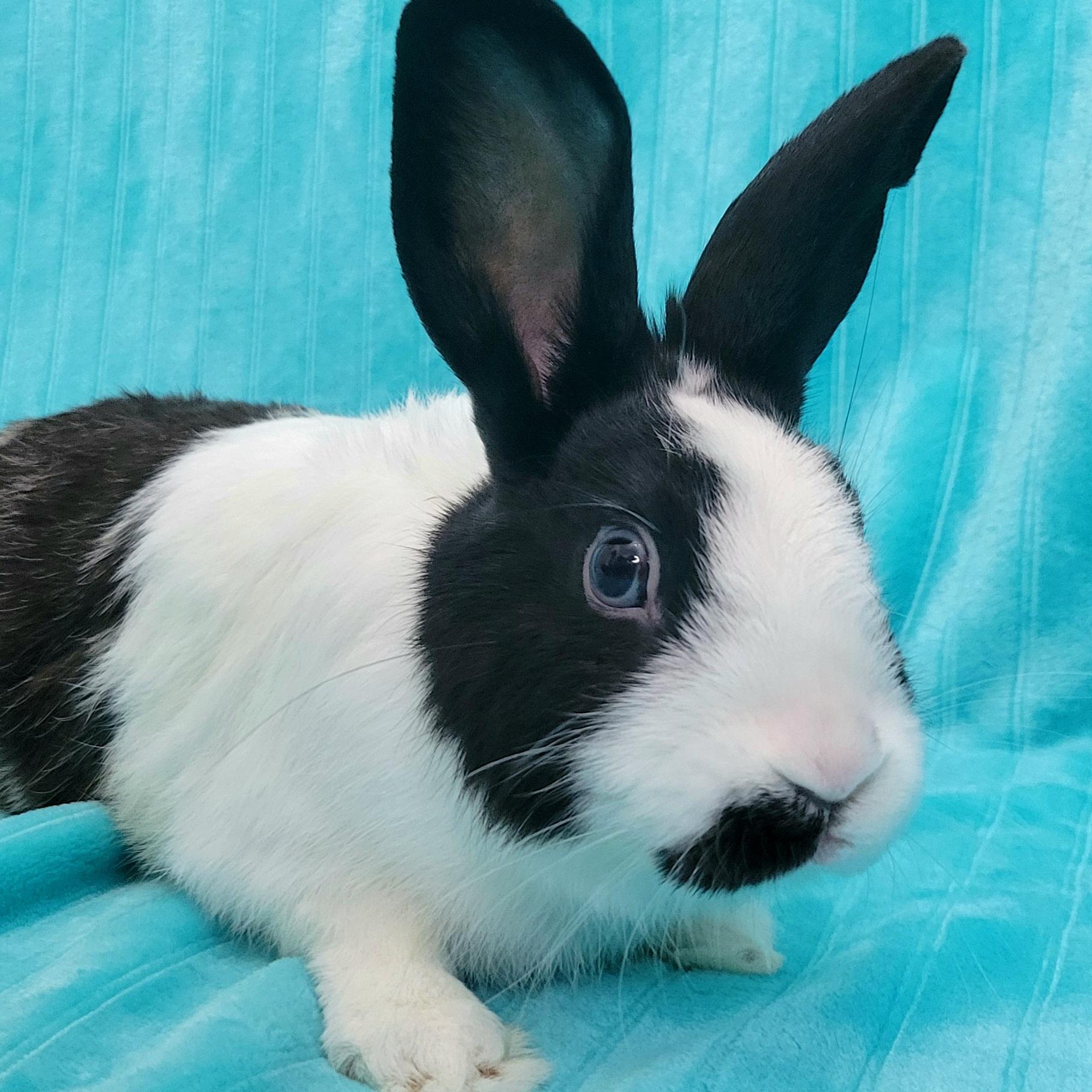 Enlarge Ferris, a Adopted mixed breed in Pittsburgh, PA image 4/6