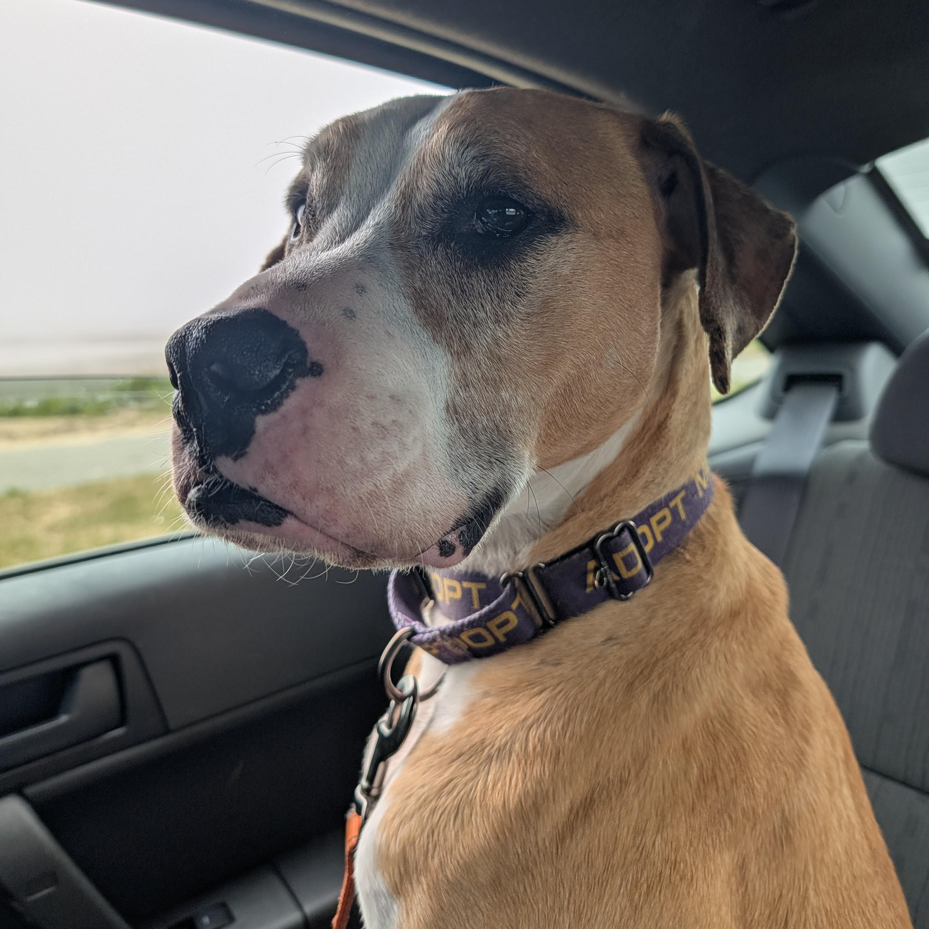 Enlarge Sam, a Adoptable mixed breed in Manistique, MI image 5/5