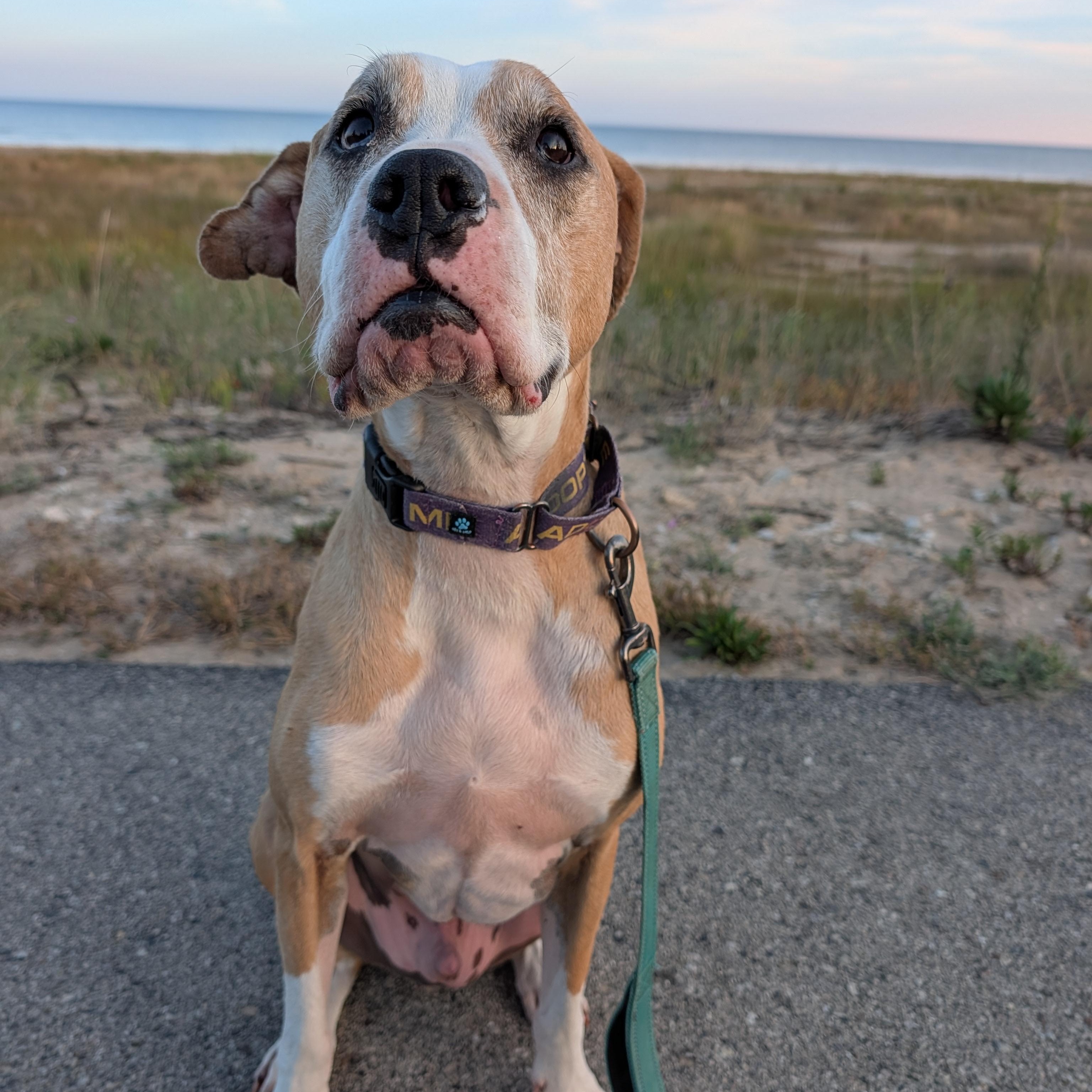 Enlarge Sam, a Adoptable mixed breed in Manistique, MI image 1/5