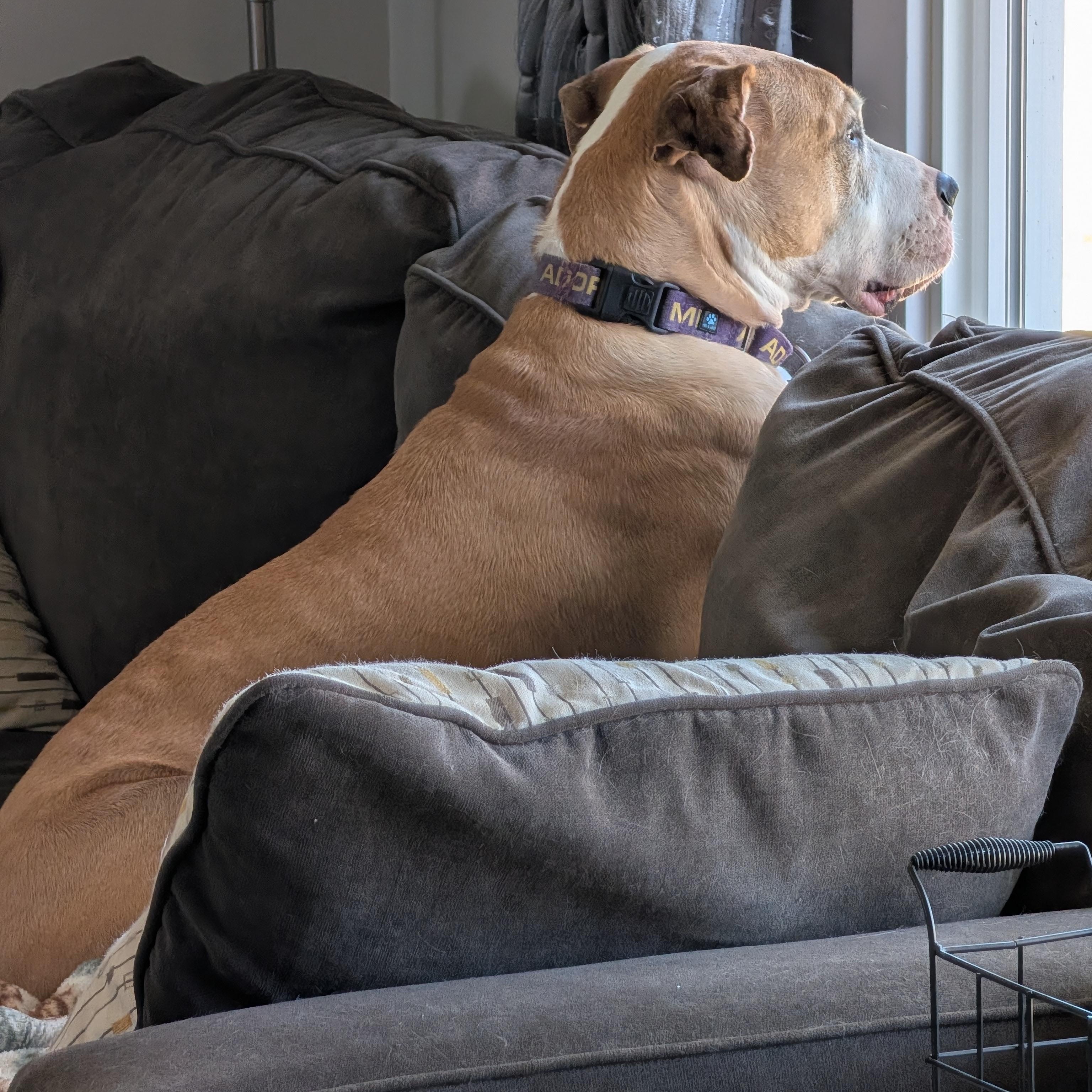 Enlarge Sam, a Adoptable mixed breed in Manistique, MI image 2/5