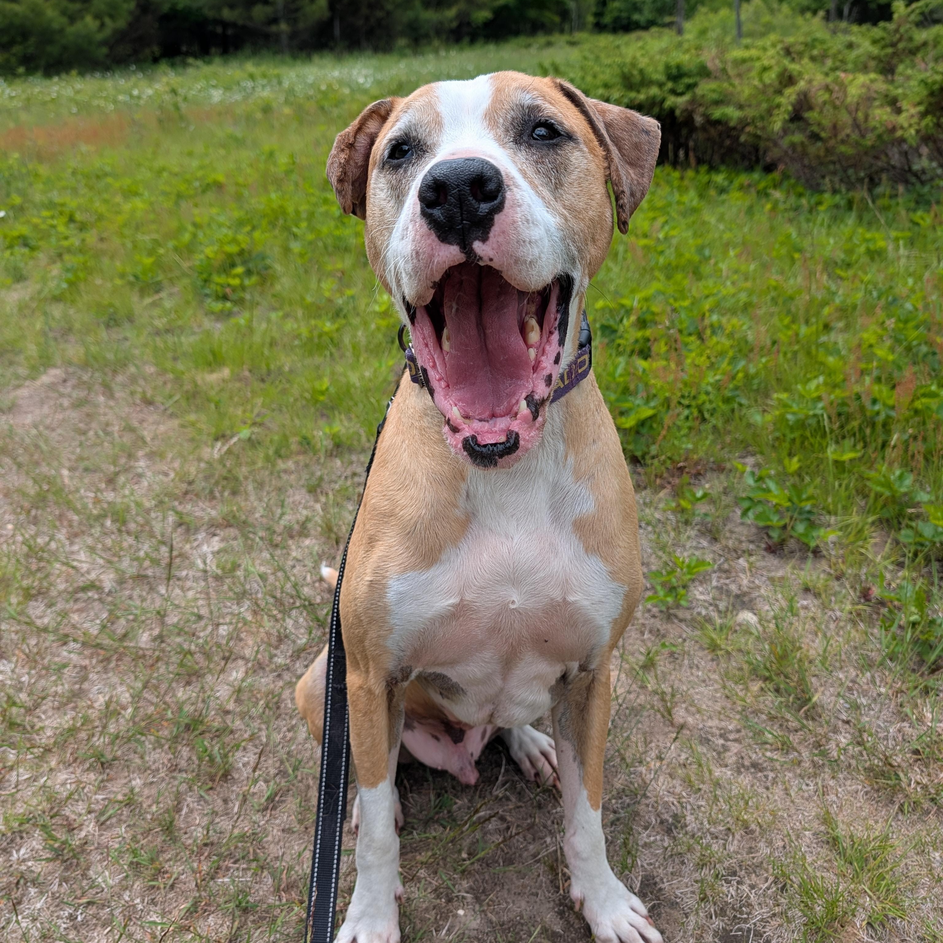 Enlarge Sam, a Adoptable mixed breed in Manistique, MI image 4/5