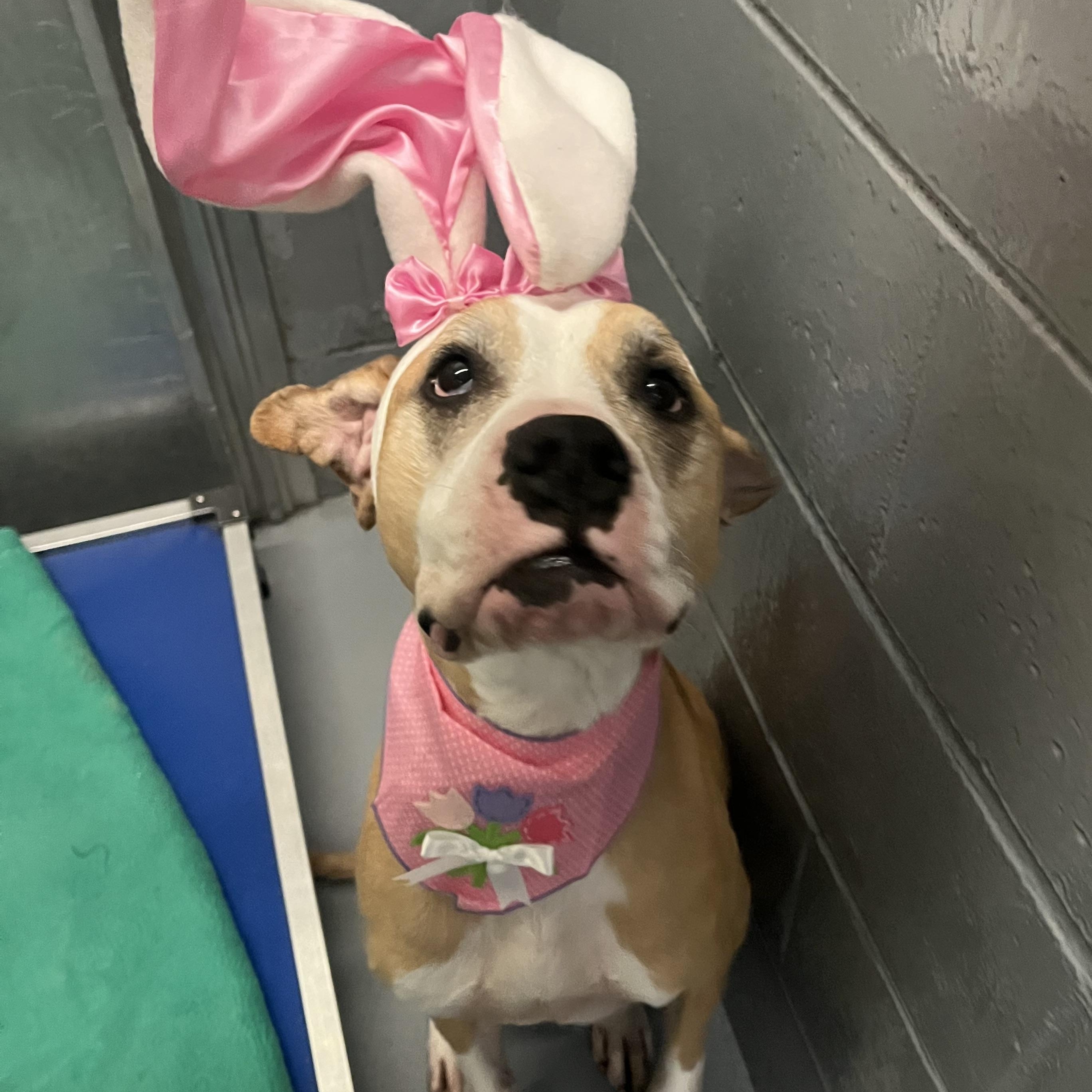 Enlarge Sam, a Adoptable mixed breed in Manistique, MI image 4/4