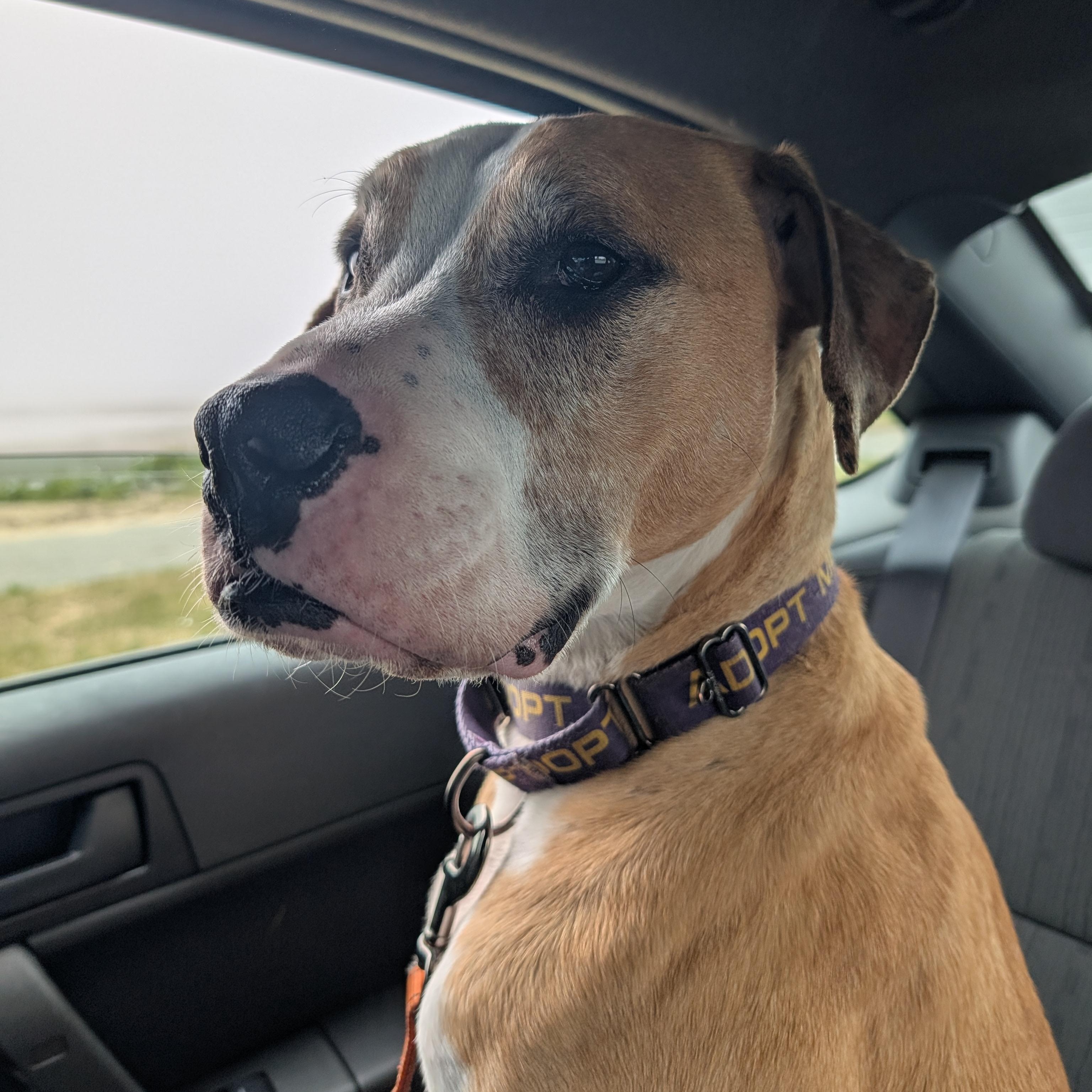 Enlarge Sam, a Adoptable mixed breed in Manistique, MI image 3/4