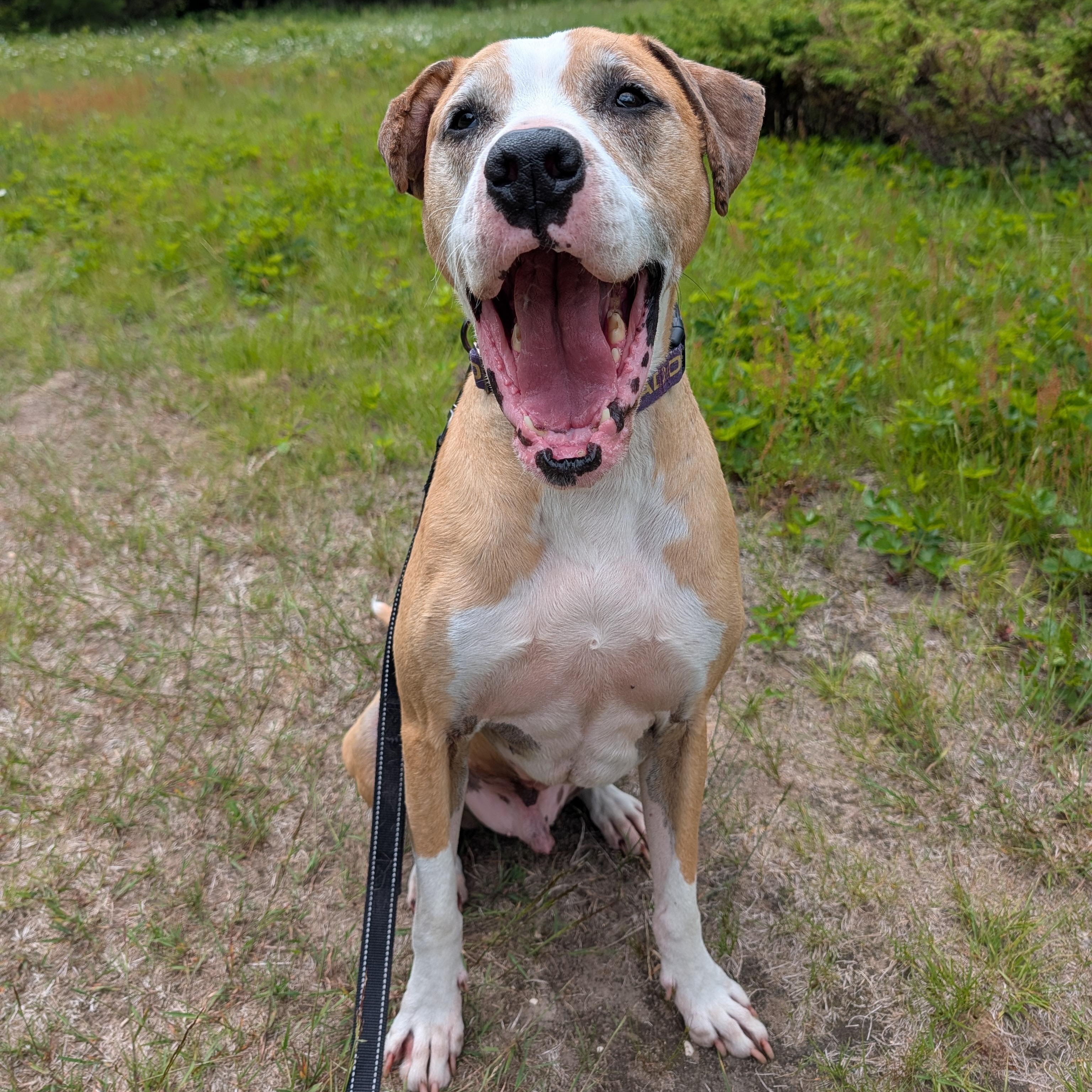 Enlarge Sam, a Adoptable mixed breed in Manistique, MI image 2/4
