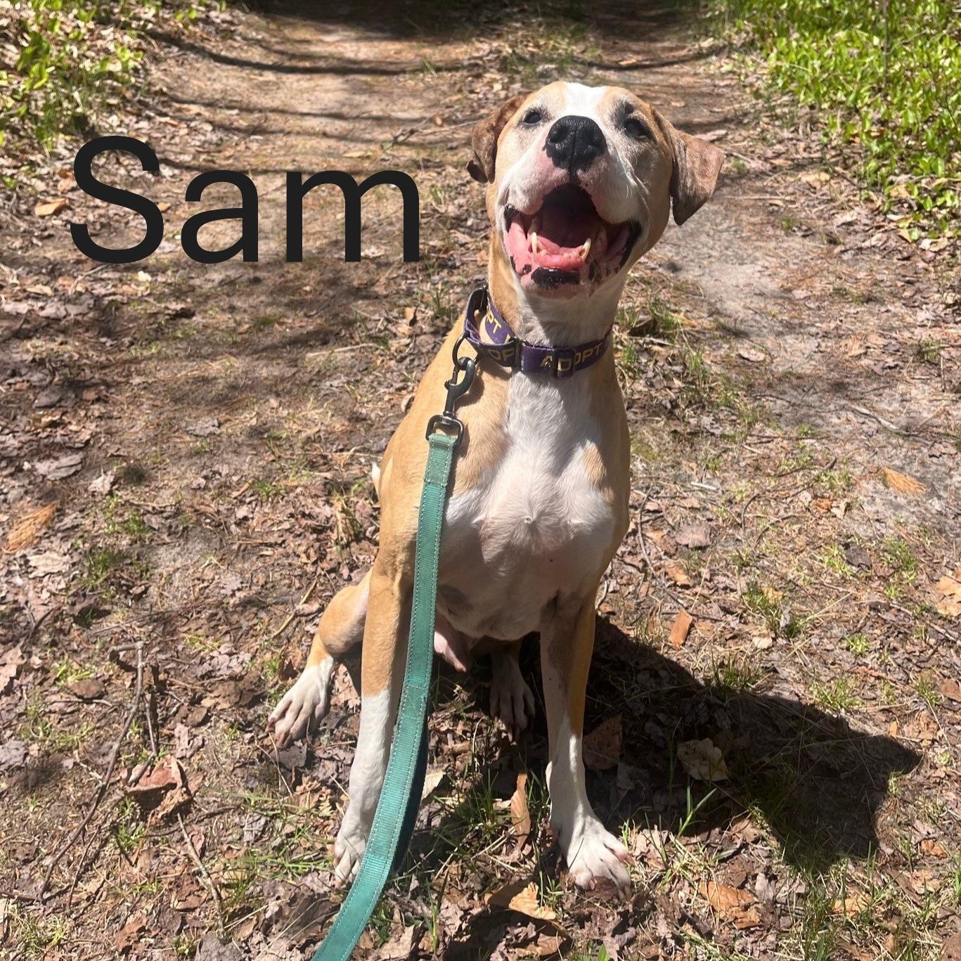 Sam, Adoptable, Adult Male Pit Bull Terrier.