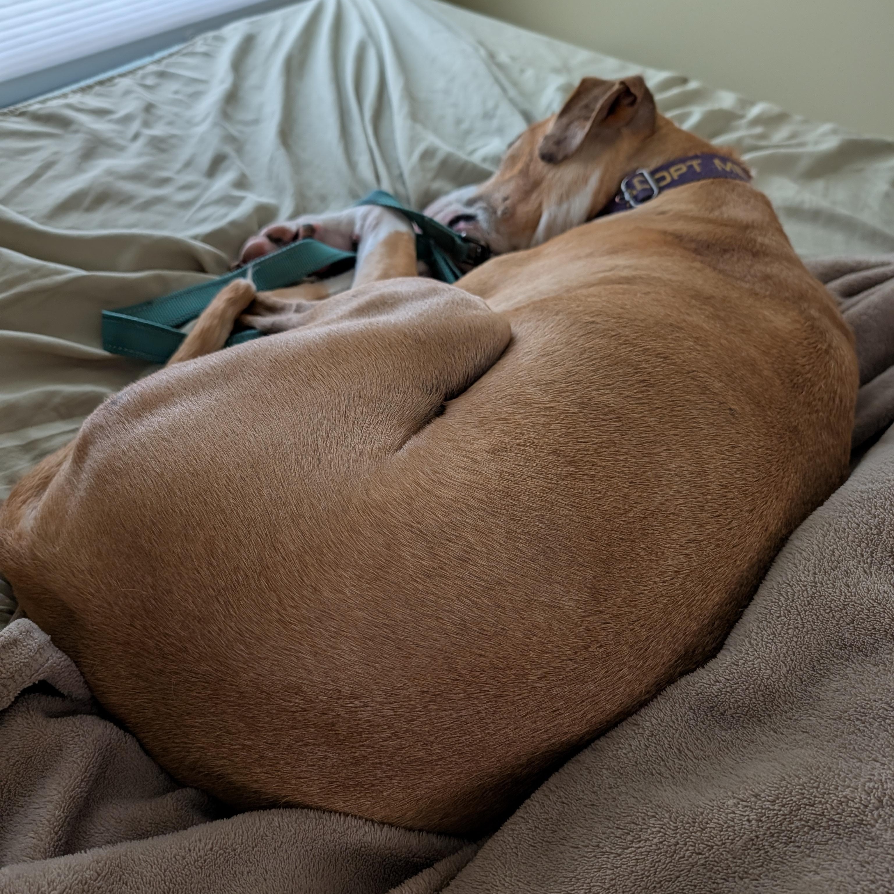 Enlarge Sam, a Adoptable mixed breed in Manistique, MI image 3/5