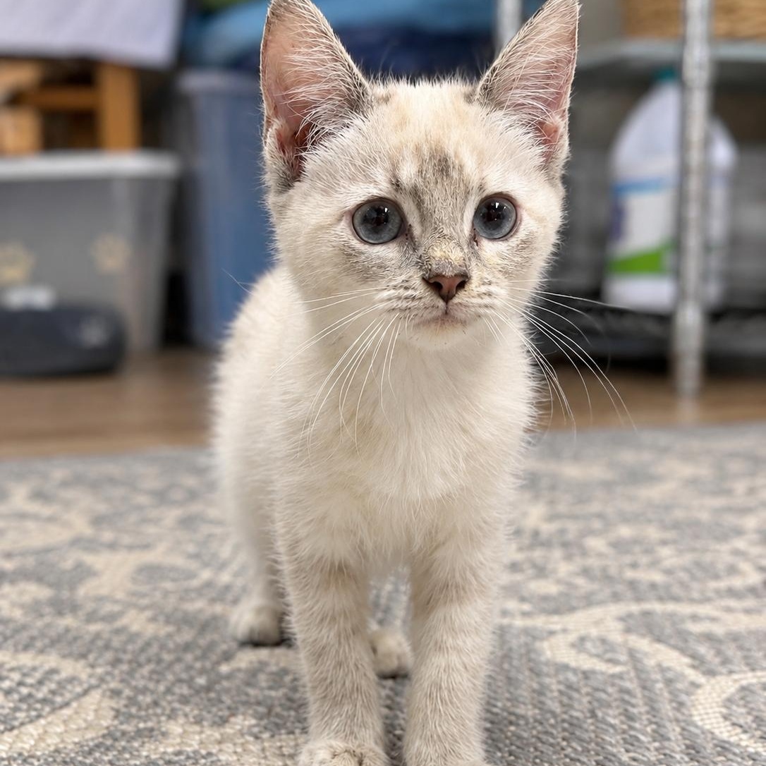 Enlarge Sloann, a Adoptable mixed breed in Moriches, NY image 3/4