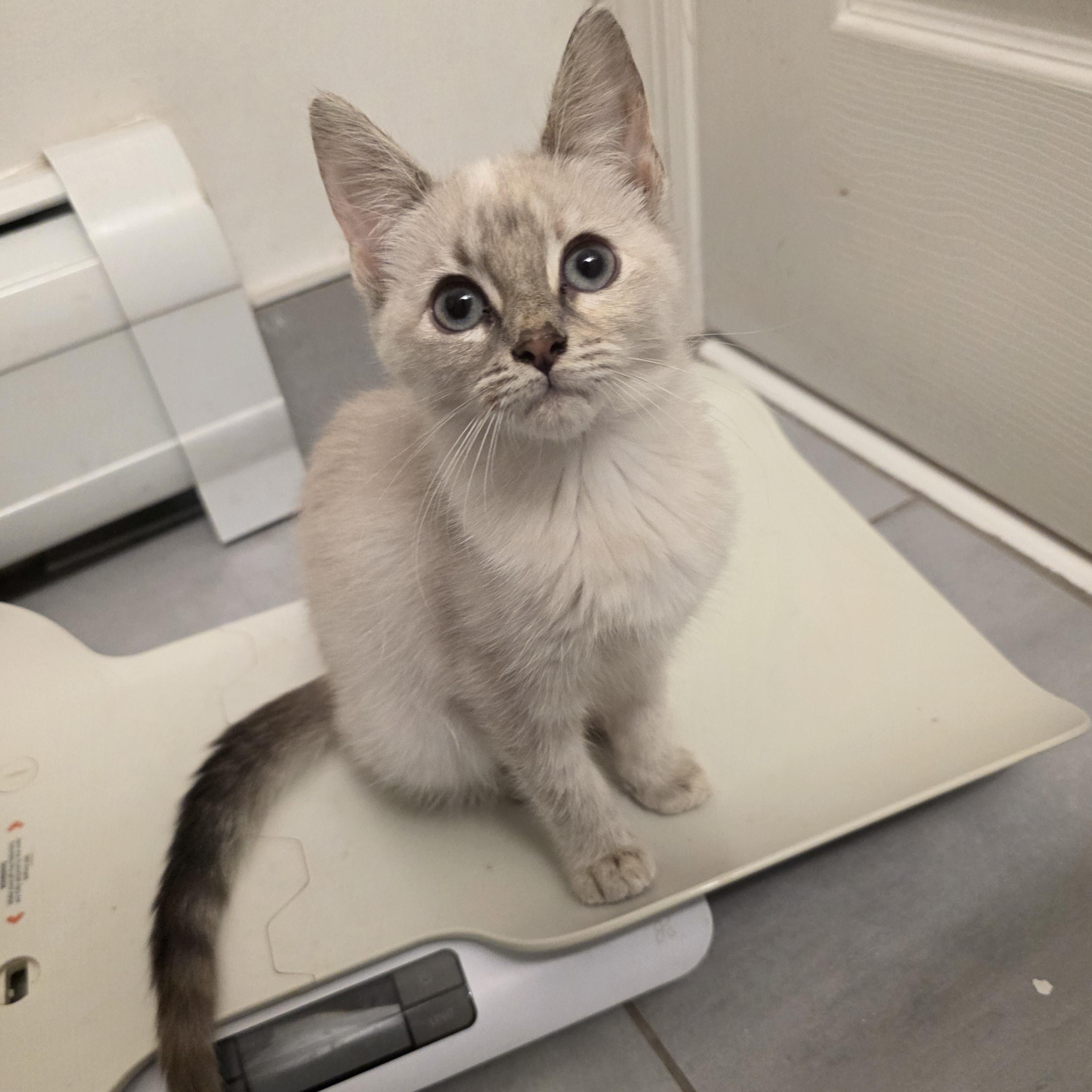 Enlarge Sloann, a Adoptable mixed breed in Moriches, NY image 2/4