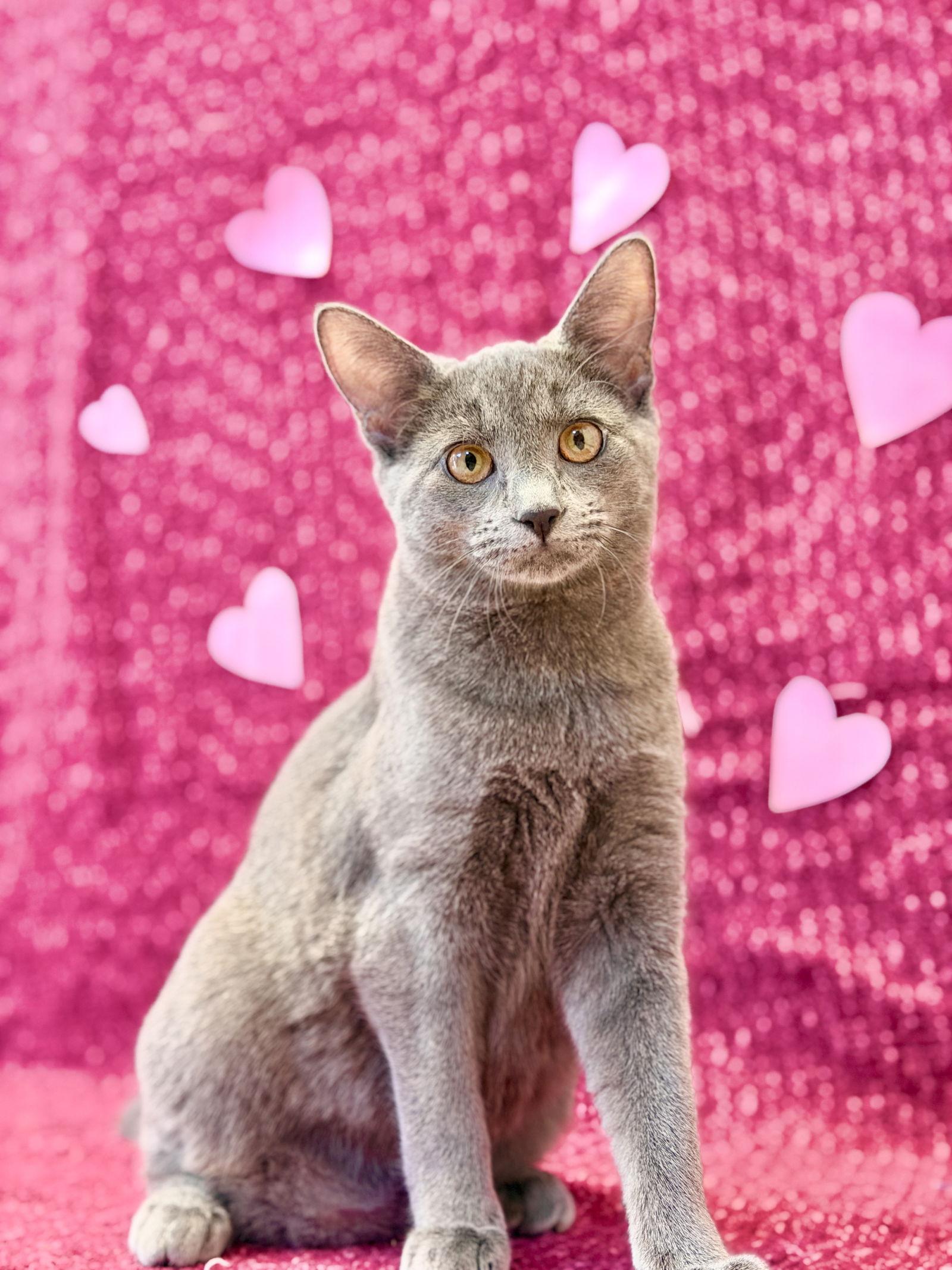 Aspen (Kitten 3), Adoptable, Young Female Domestic Short Hair.