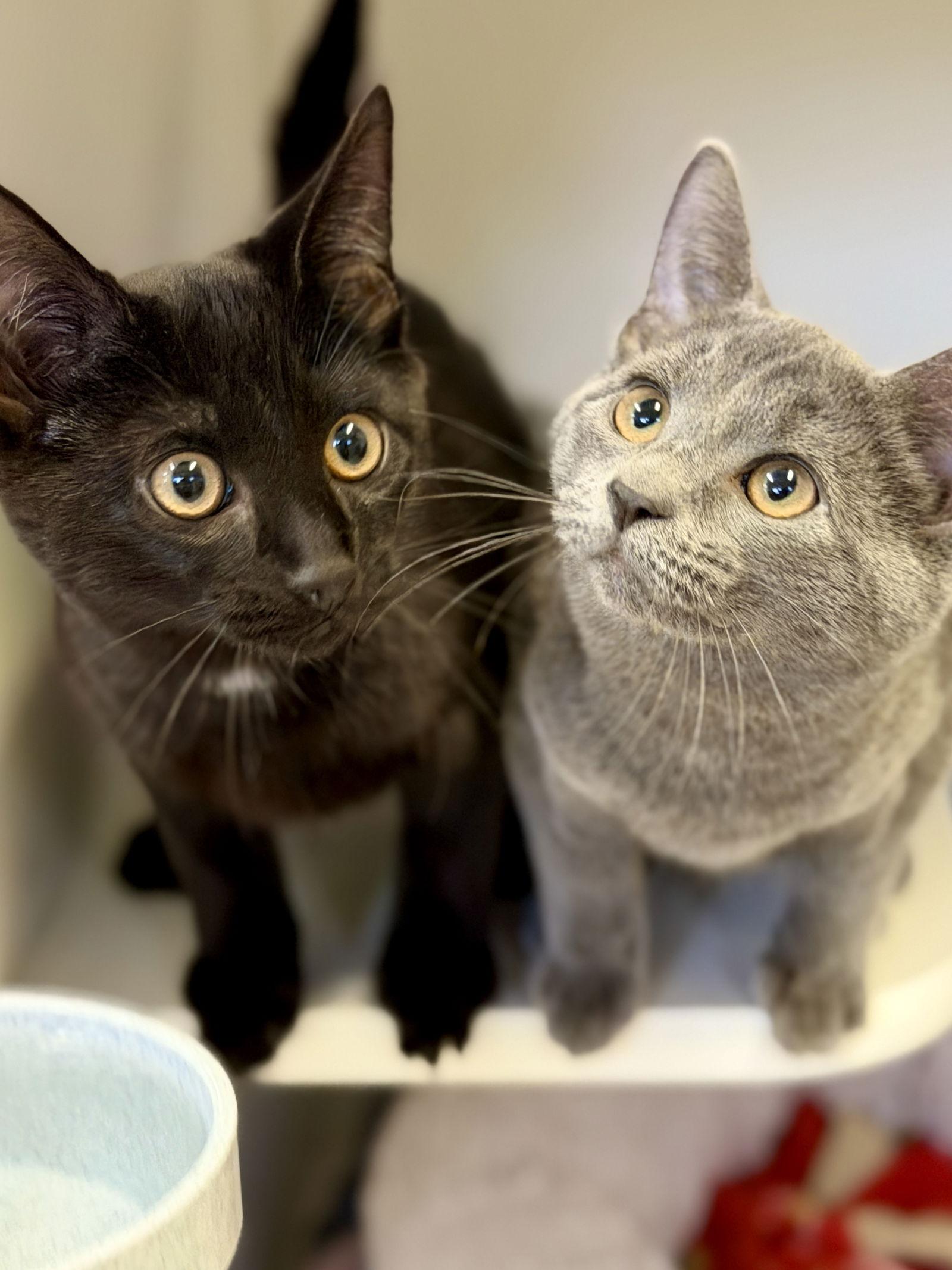 Enlarge Aspen (Kitten 3), a Adoptable Domestic Short Hair in West Cornwall, CT image 2/3