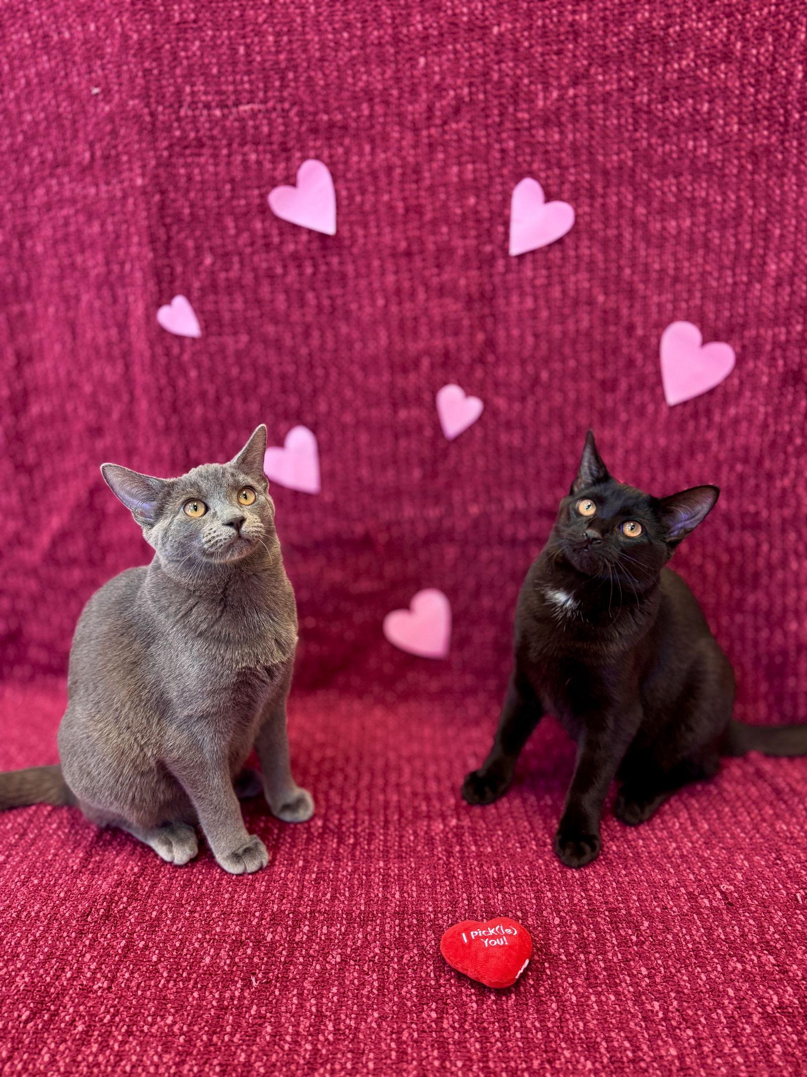 Enlarge Aspen (Kitten 3), a Adoptable Domestic Short Hair in West Cornwall, CT image 3/3