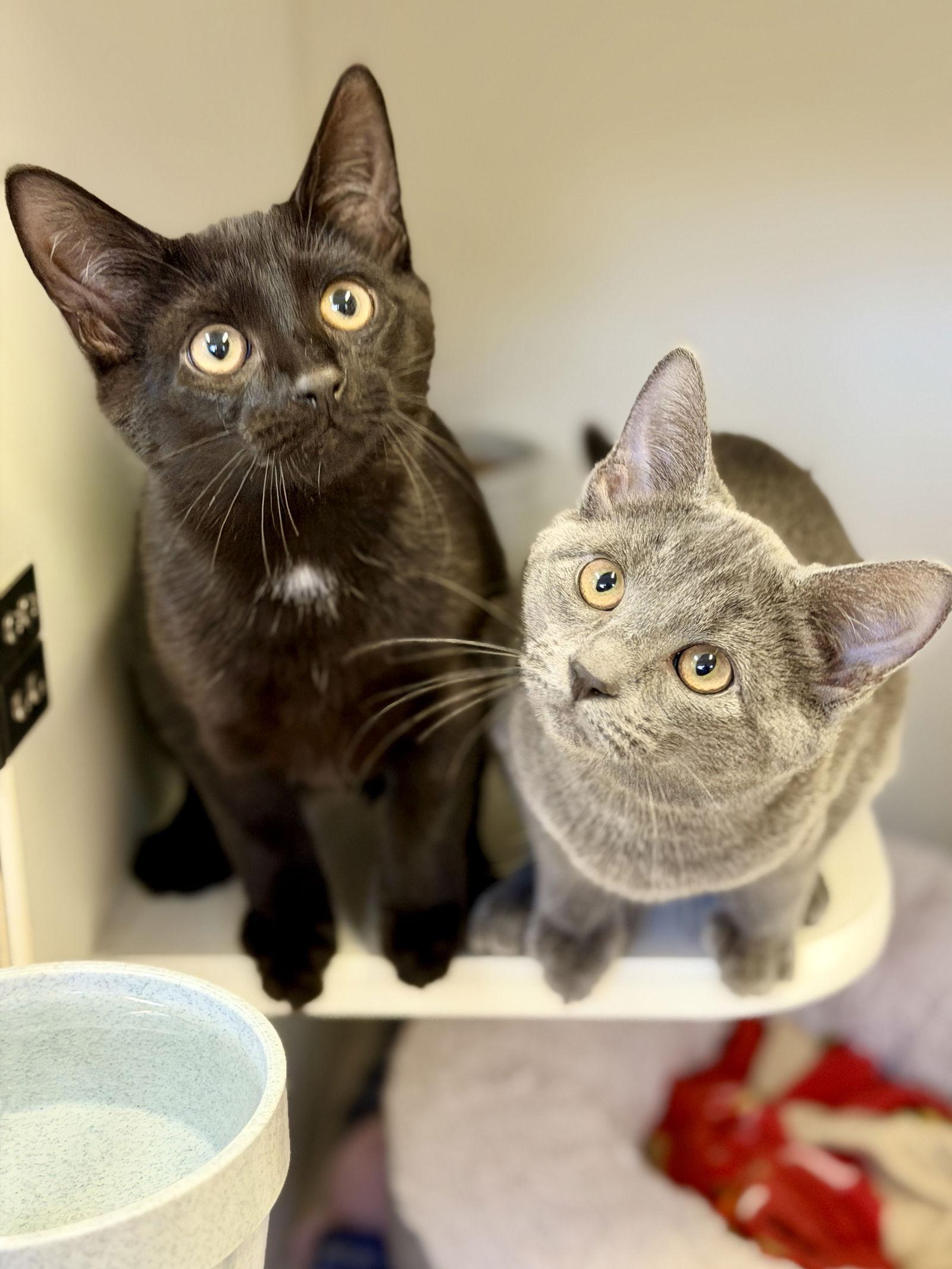 Enlarge Aspen (Kitten 3), a Adoptable Domestic Short Hair in West Cornwall, CT image 3/3