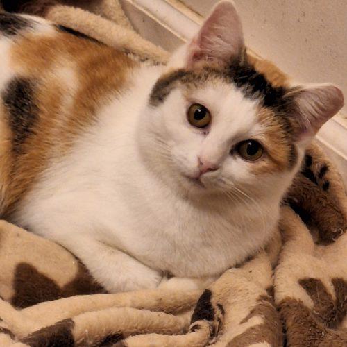 Enlarge Tipsy, a Adoptable mixed breed in Knoxville, TN image 1/2