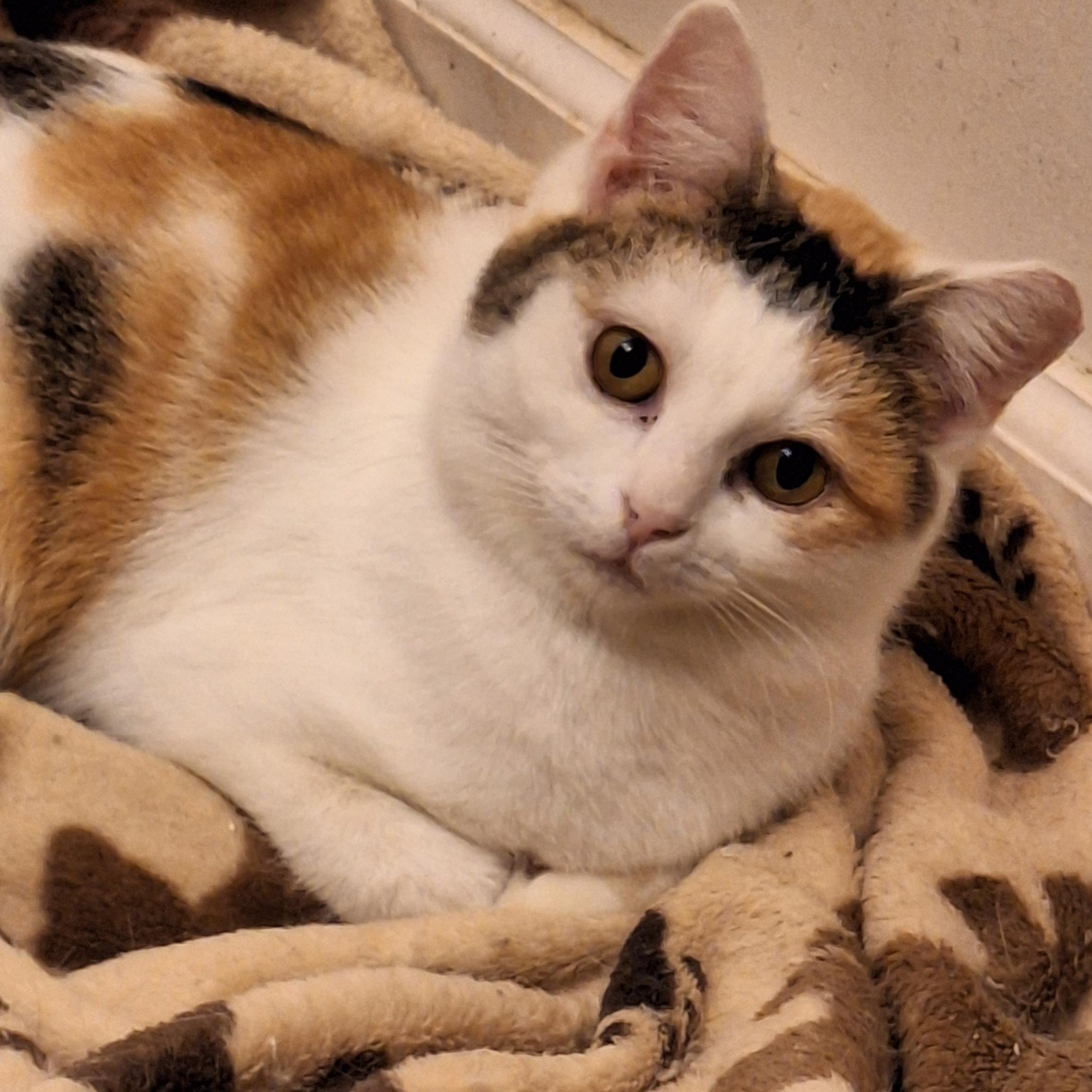 Enlarge Tipsy, a Adoptable mixed breed in Knoxville, TN image 2/2