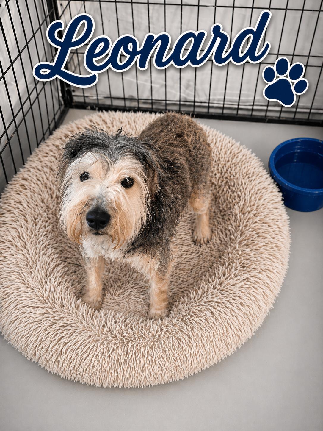 Leonard , adopted, Adult Male Schnauzer.