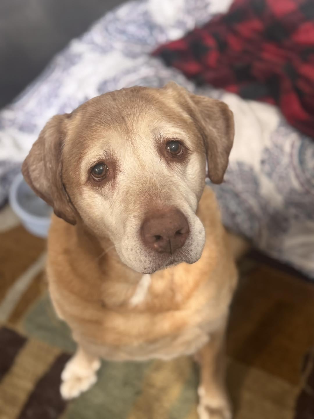 Apollo, Adoptable, Senior Male Labrador Retriever & Golden Retriever.