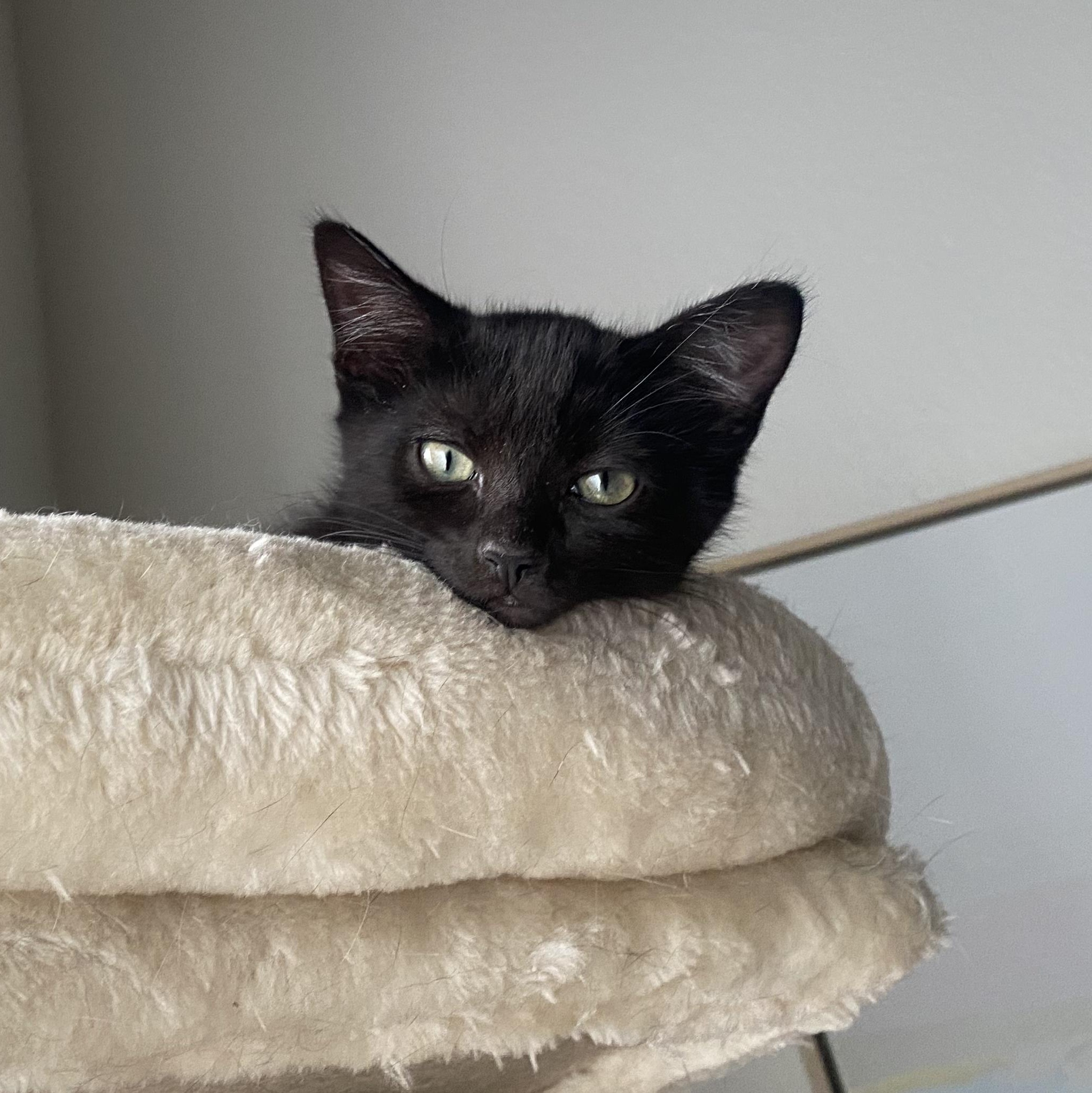 Bella