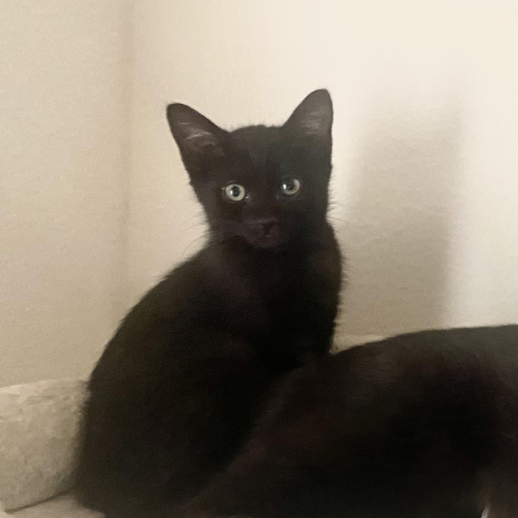 Bella