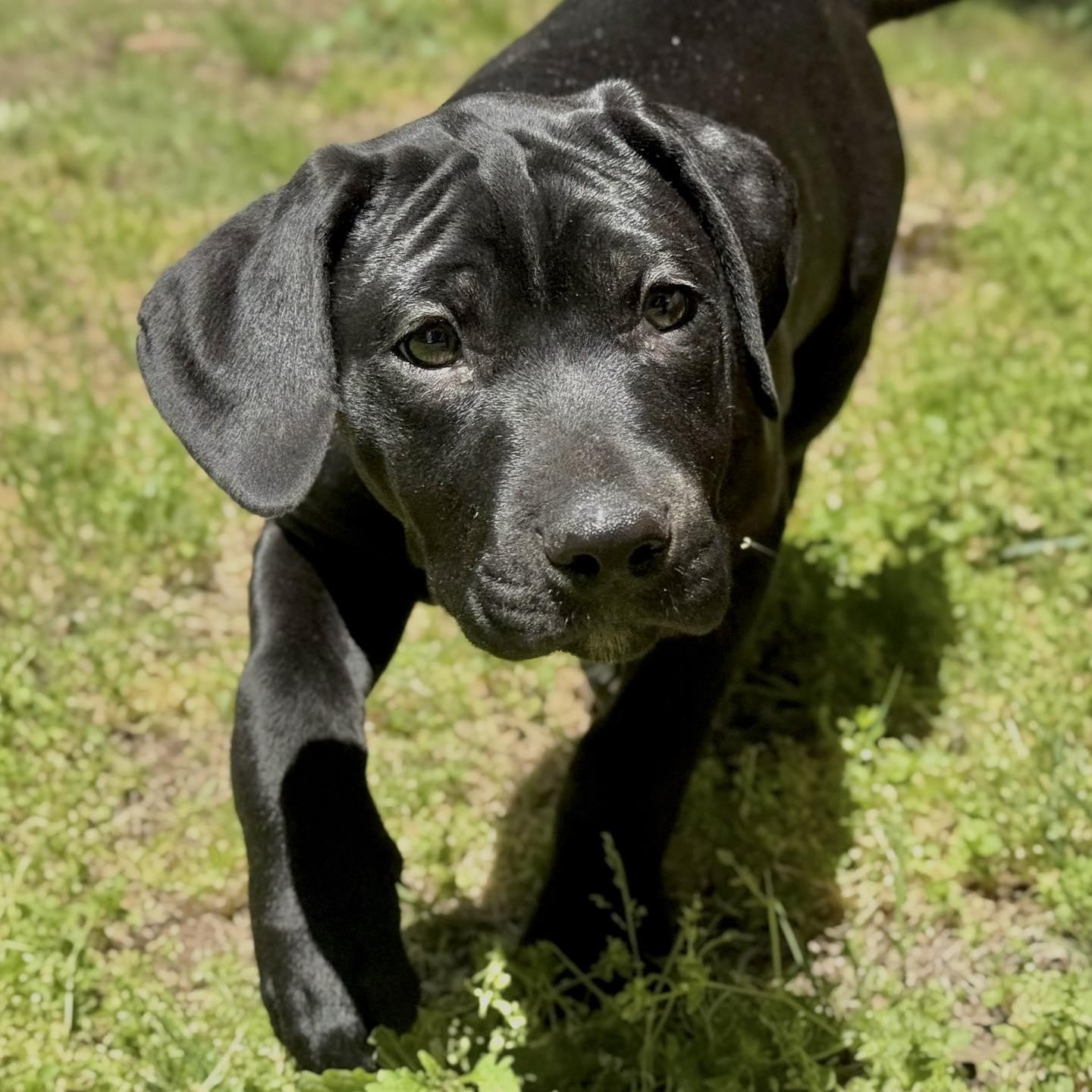 Mordechai , an adopted mixed breed in Broken Arrow, OK image 3/4