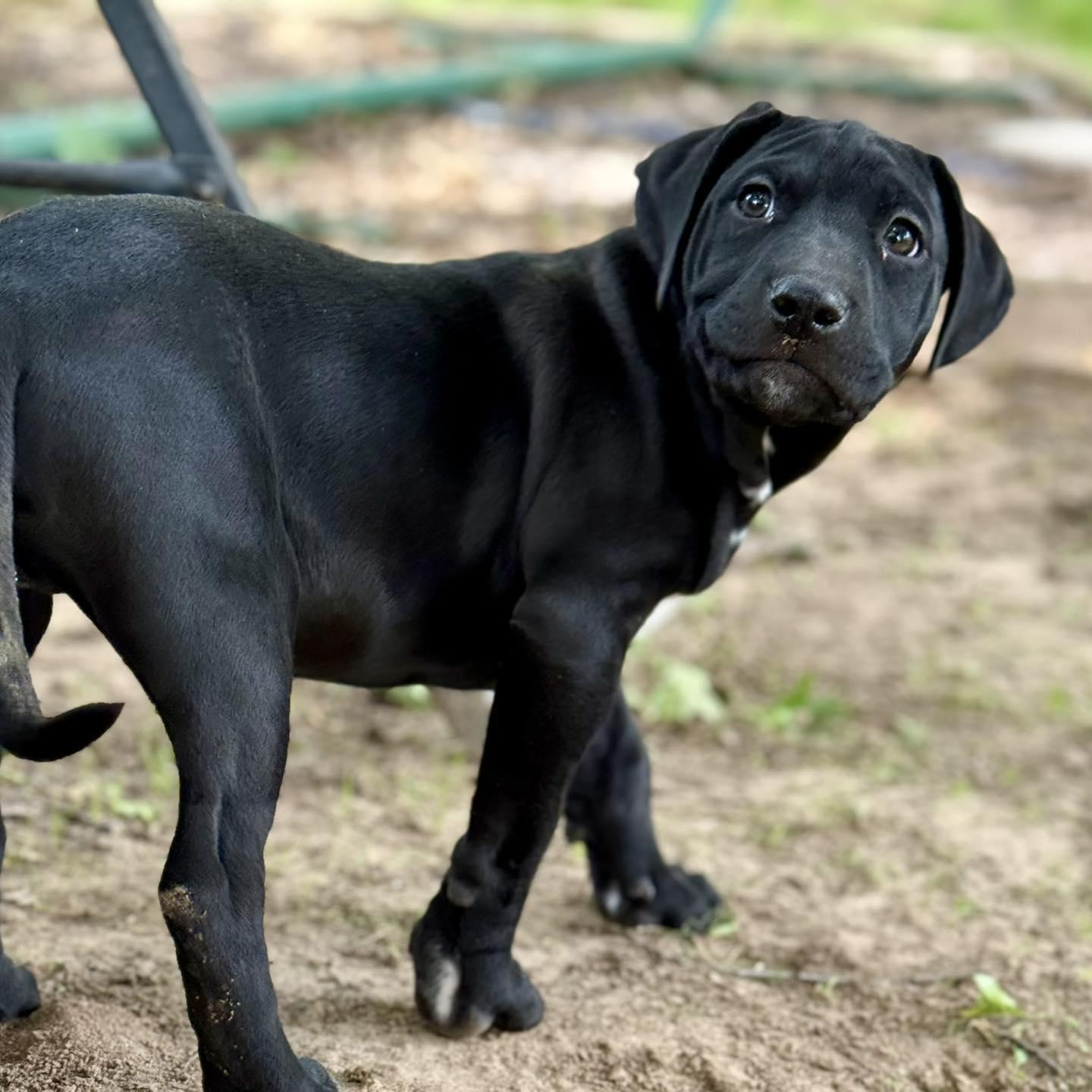 Mordechai , an adopted mixed breed in Broken Arrow, OK image 4/4
