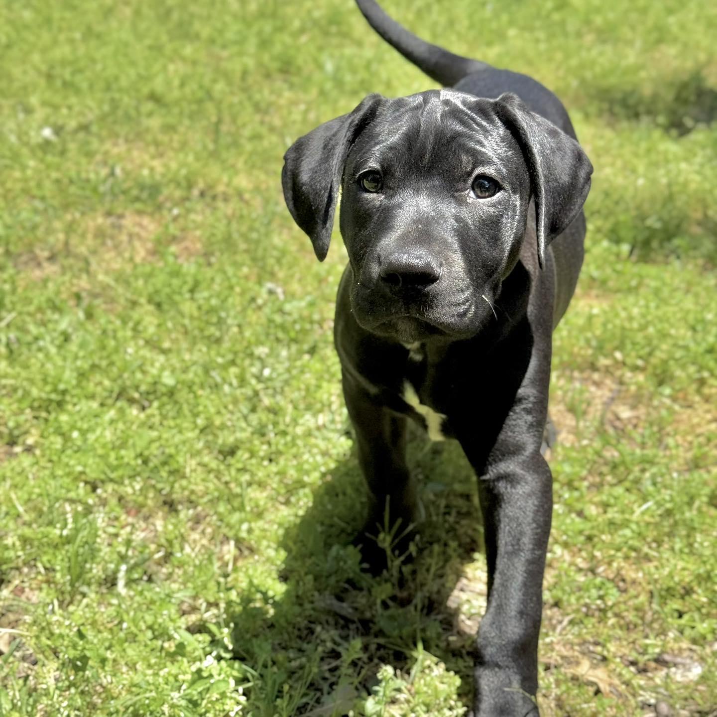 Mordechai , an adopted mixed breed in Broken Arrow, OK image 2/4