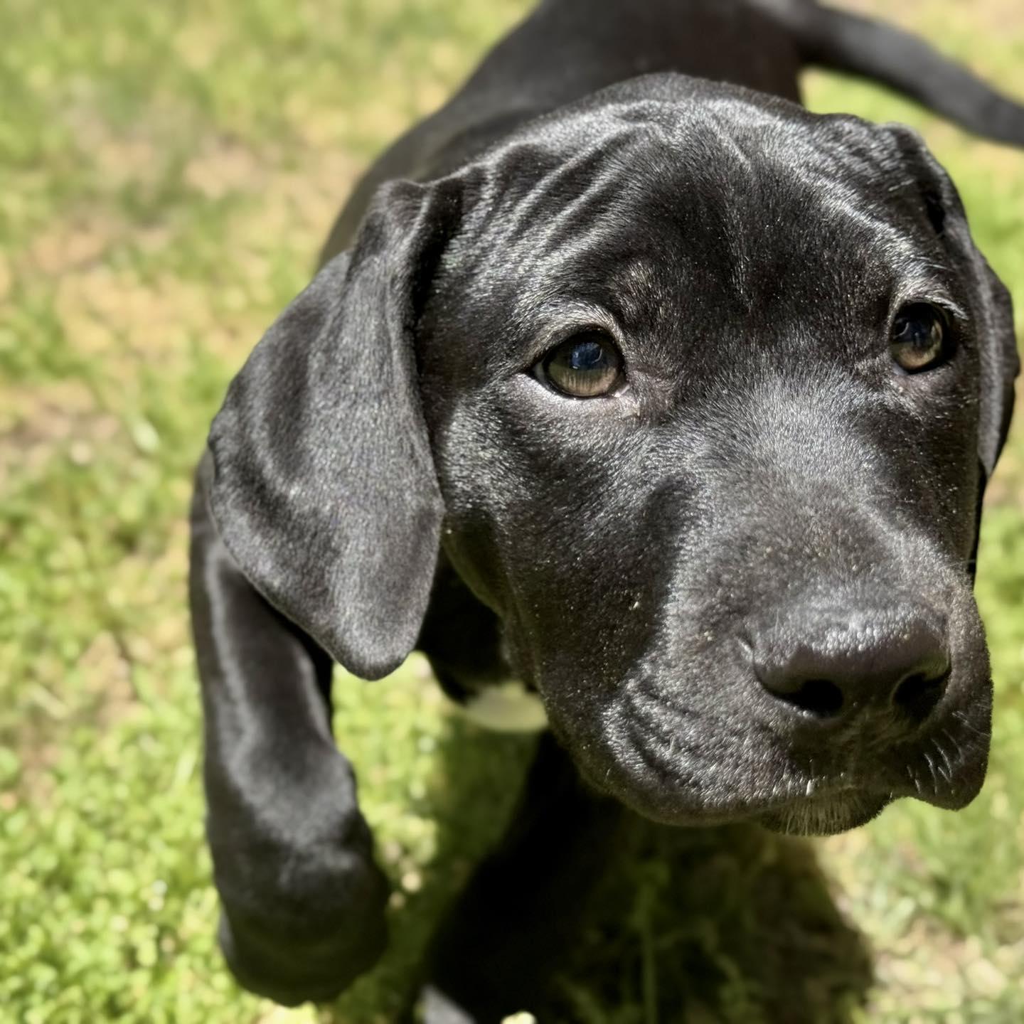 Mordechai , adopted, Puppy Male Pit Bull Terrier & Black Labrador Retriever.