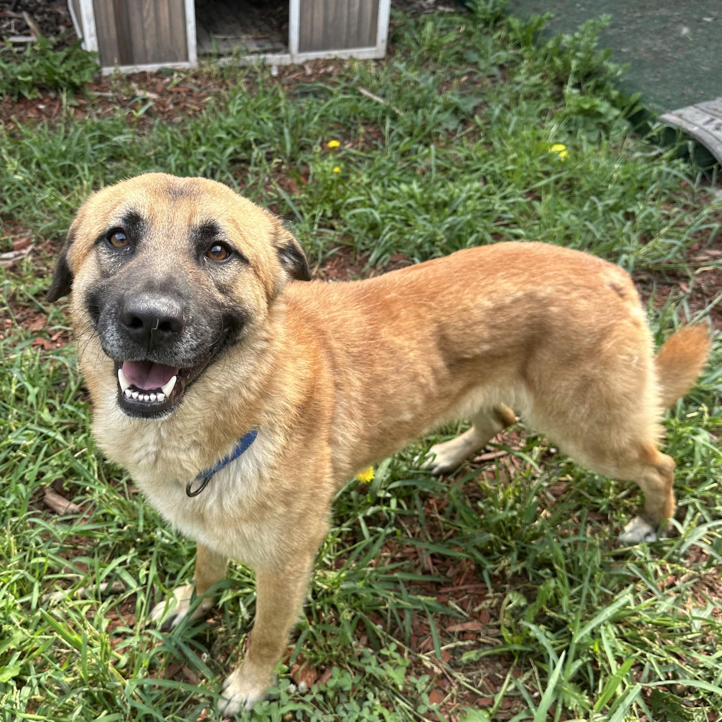 Duke, an adoptable German Shepherd Dog, Labrador Retriever in Brookings, SD, 57006 | Photo Image 4