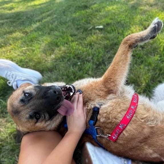 Duke, an adoptable German Shepherd Dog, Labrador Retriever in Brookings, SD, 57006 | Photo Image 5