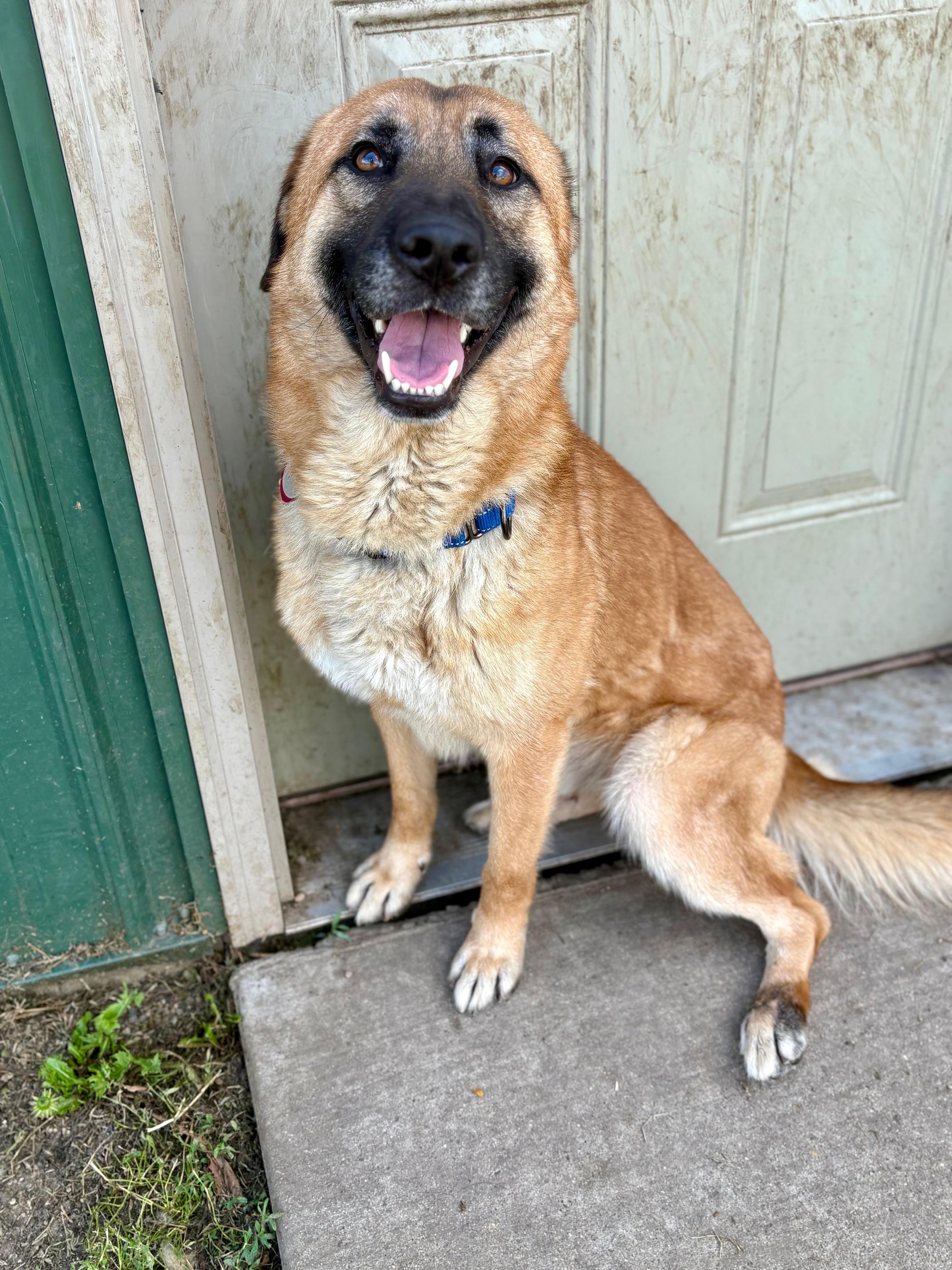 Duke, an adoptable German Shepherd Dog, Labrador Retriever in Brookings, SD, 57006 | Photo Image 1